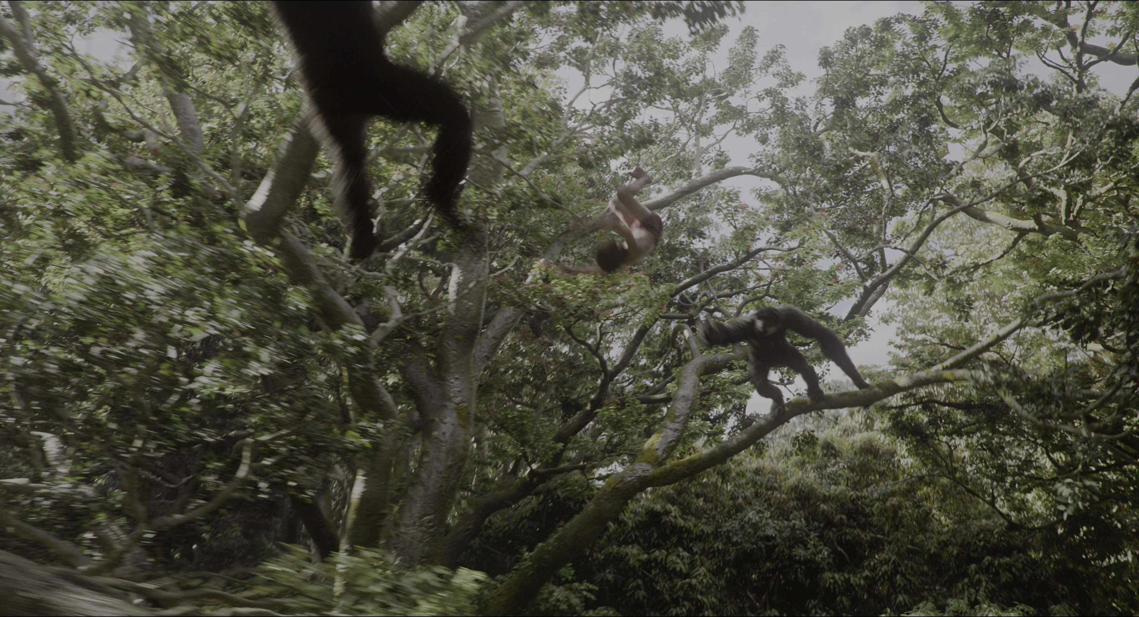 The Jungle Book (2016), wide, 1.85:1 — film still