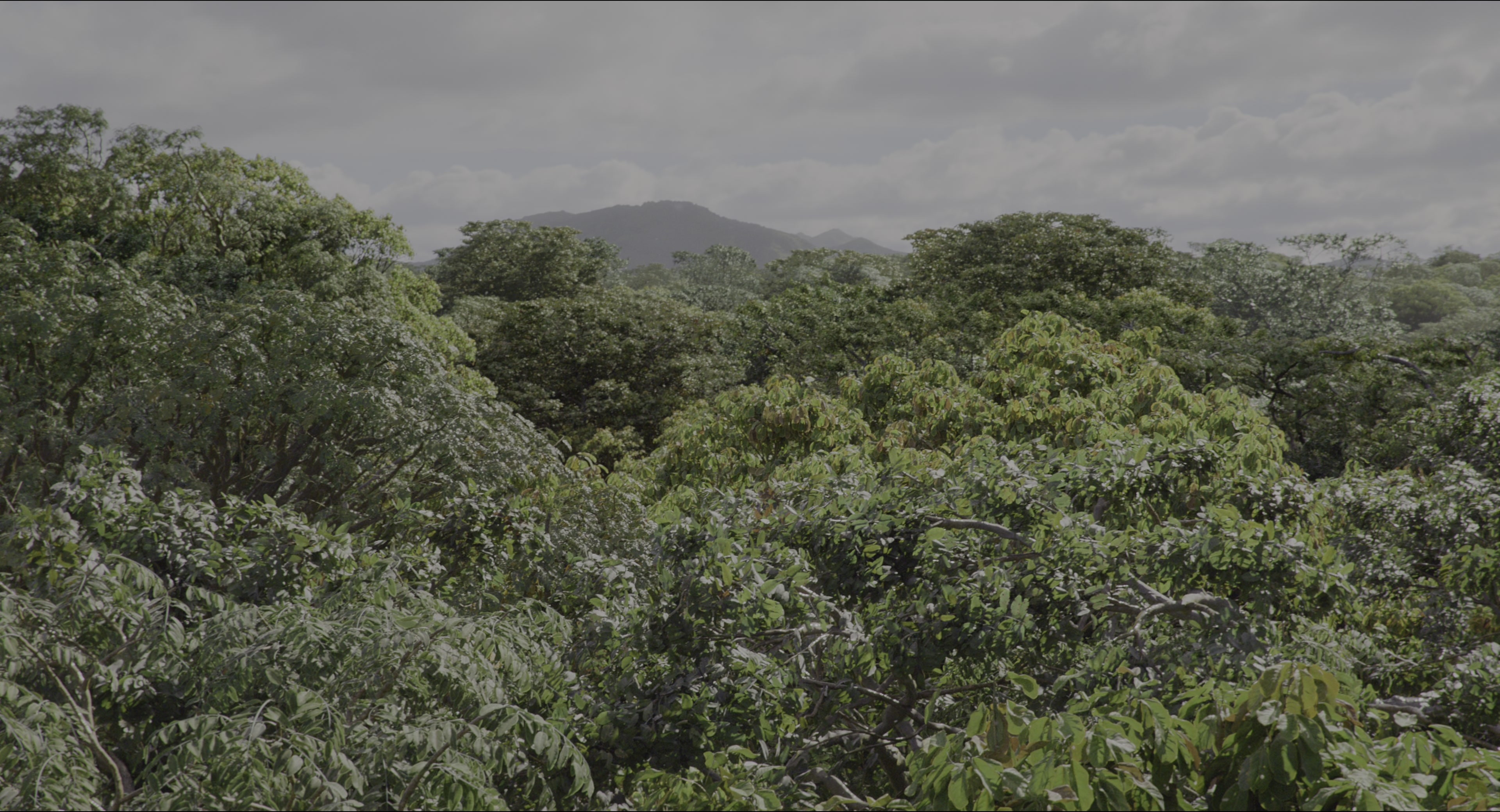 The Jungle Book (2016), wide, 1.85:1 — film still