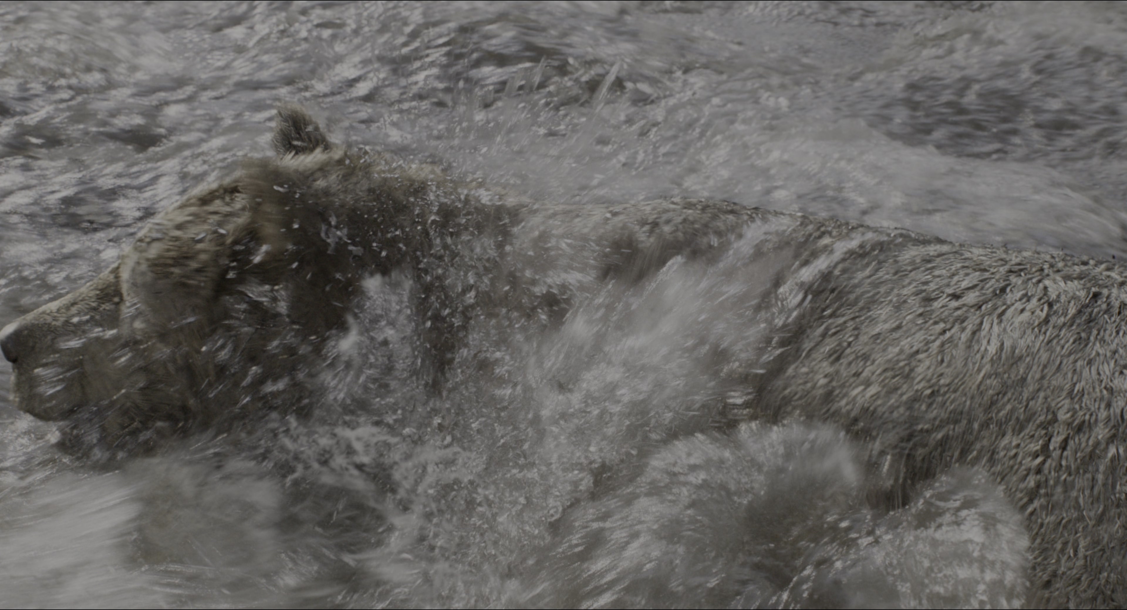 The Jungle Book (2016), wide, 1.85:1 — film still