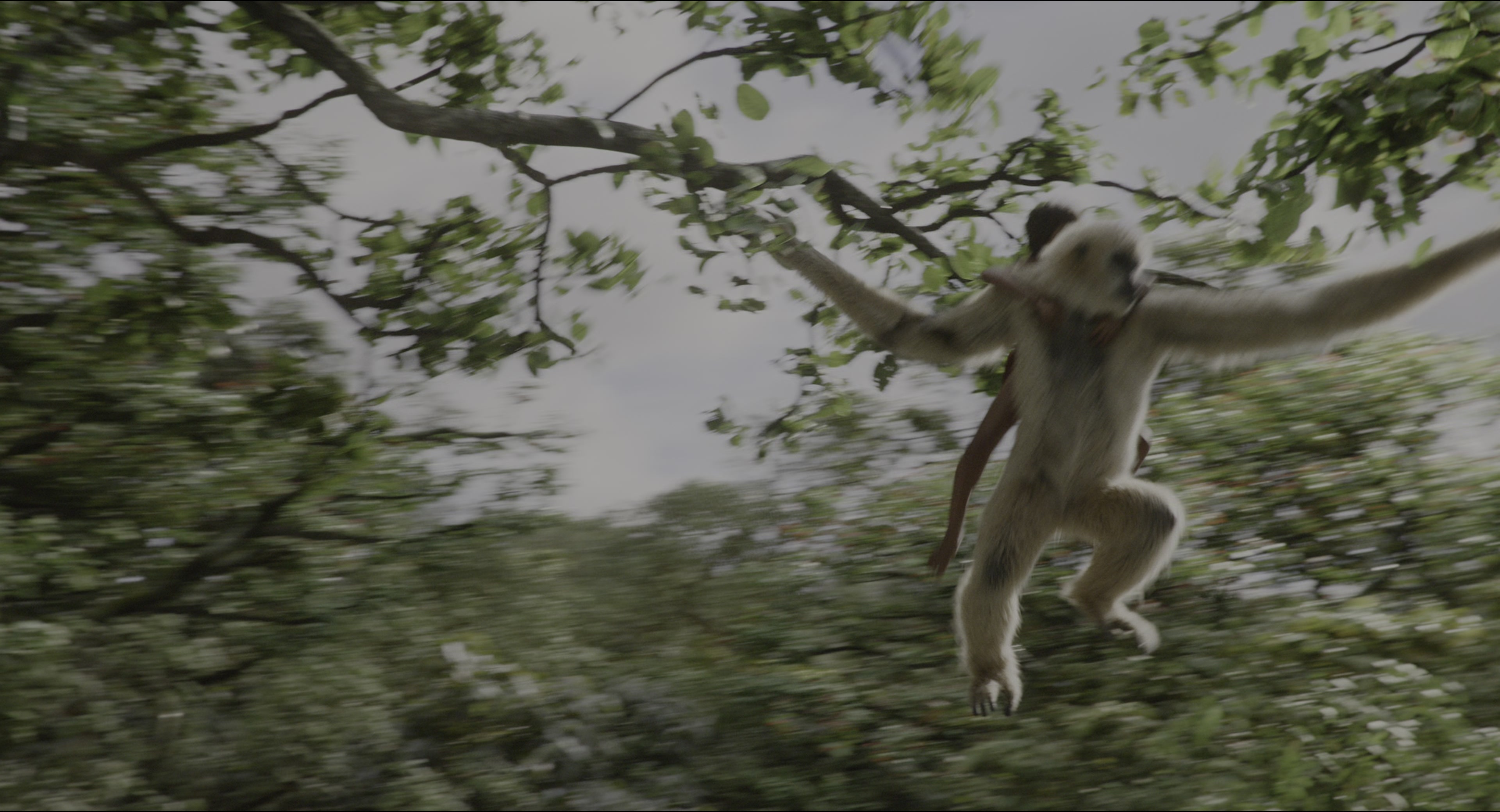 The Jungle Book (2016), wide, 1.85:1 — film still