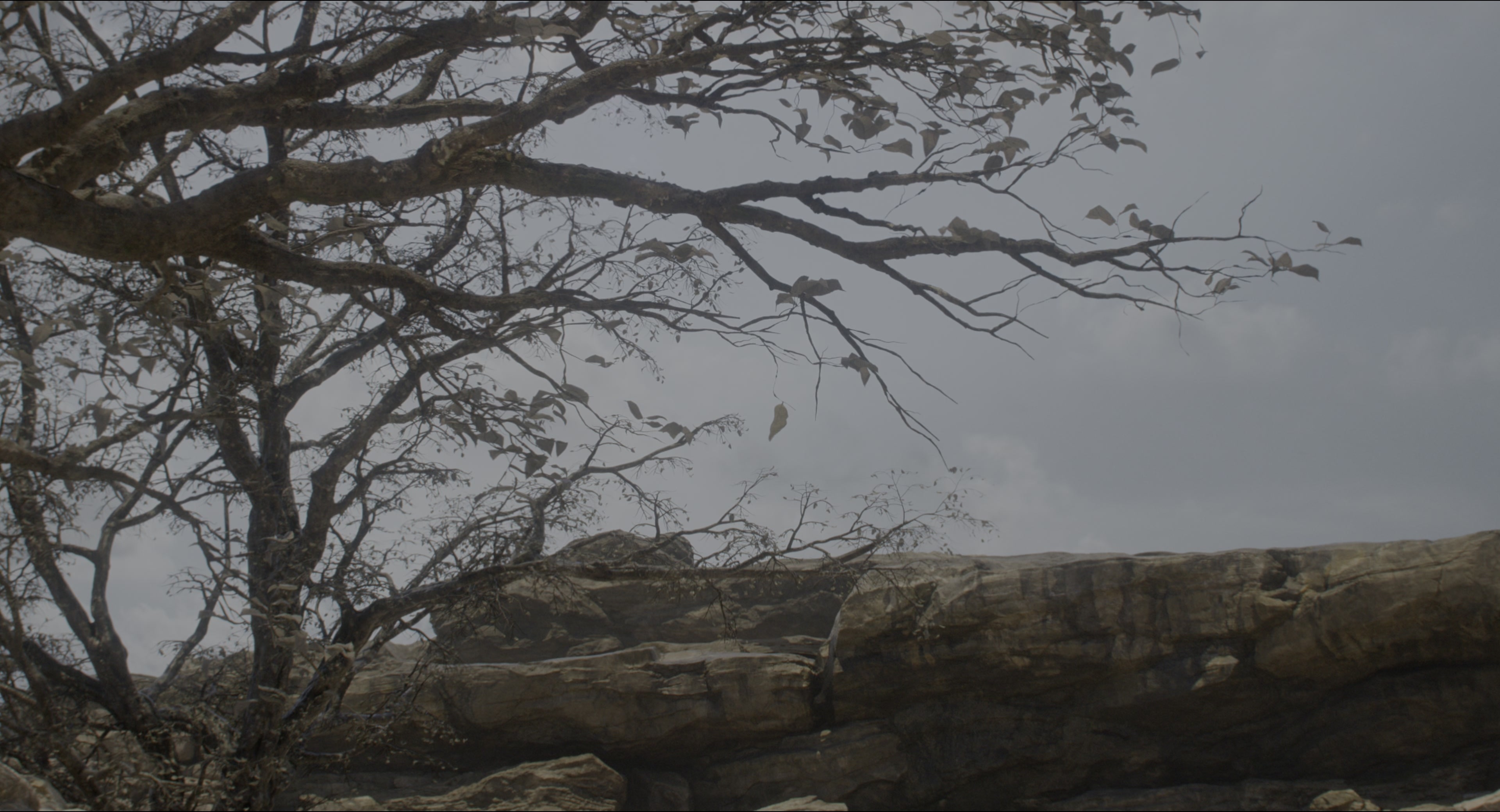 The Jungle Book (2016), wide, 1.85:1 — film still