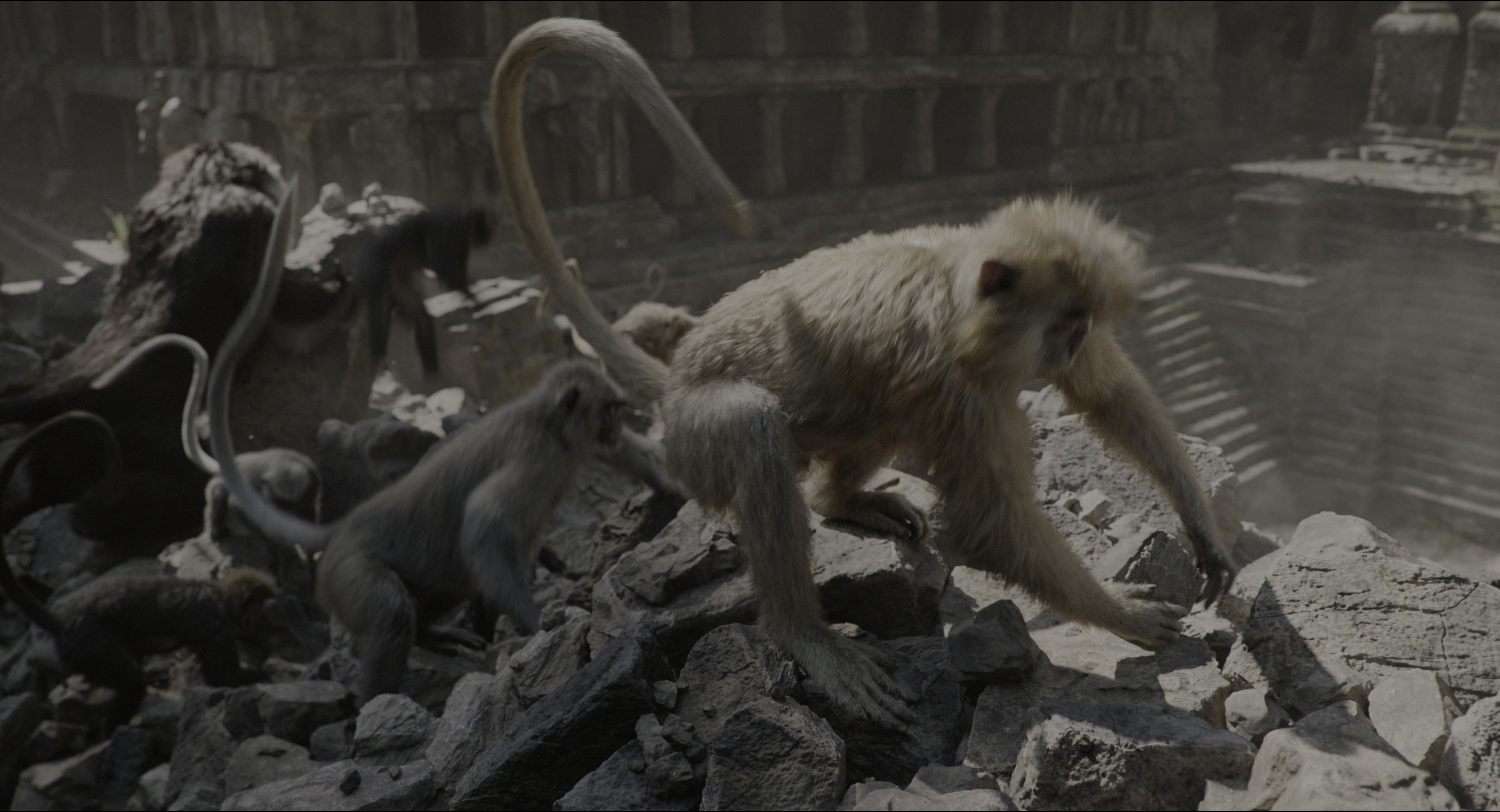 The Jungle Book (2016), wide, 1.85:1 — film still