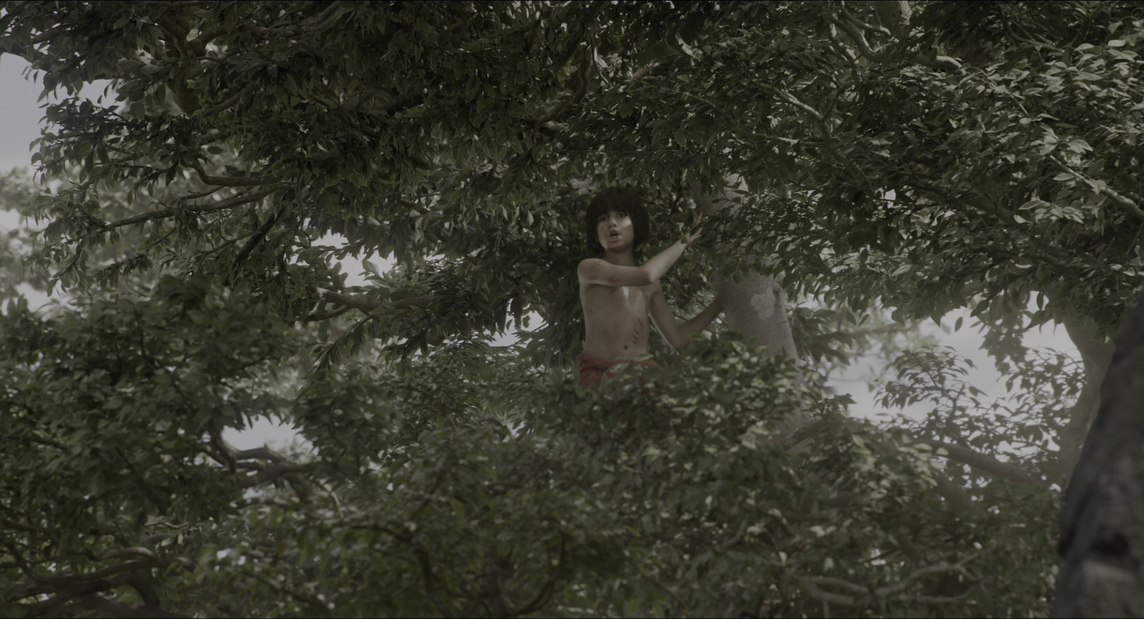 The Jungle Book (2016), wide, 1.85:1 — film still