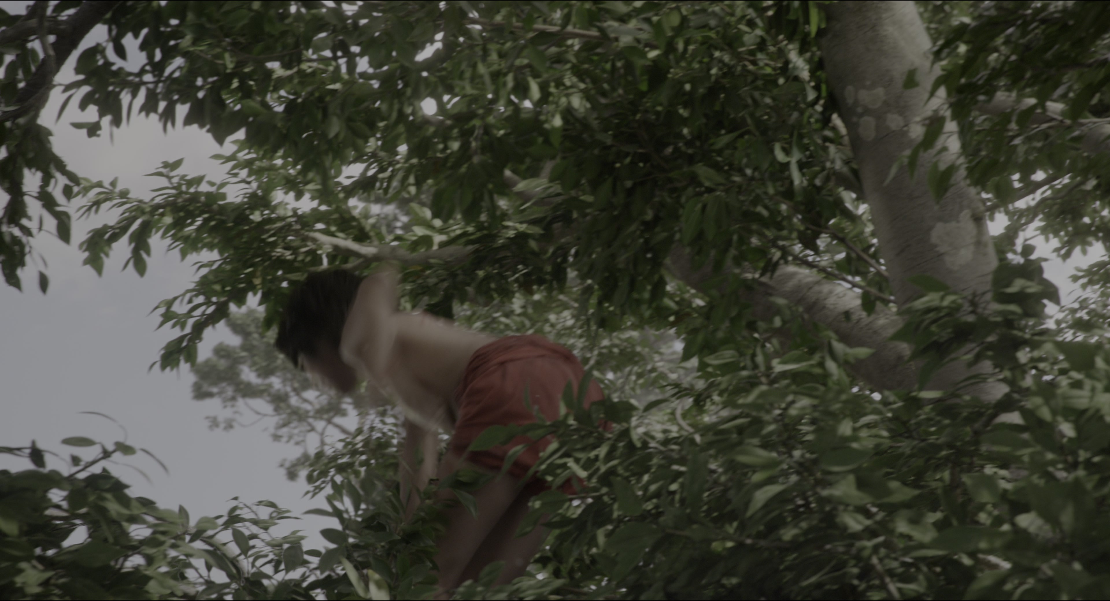 The Jungle Book (2016), wide, 1.85:1 — film still