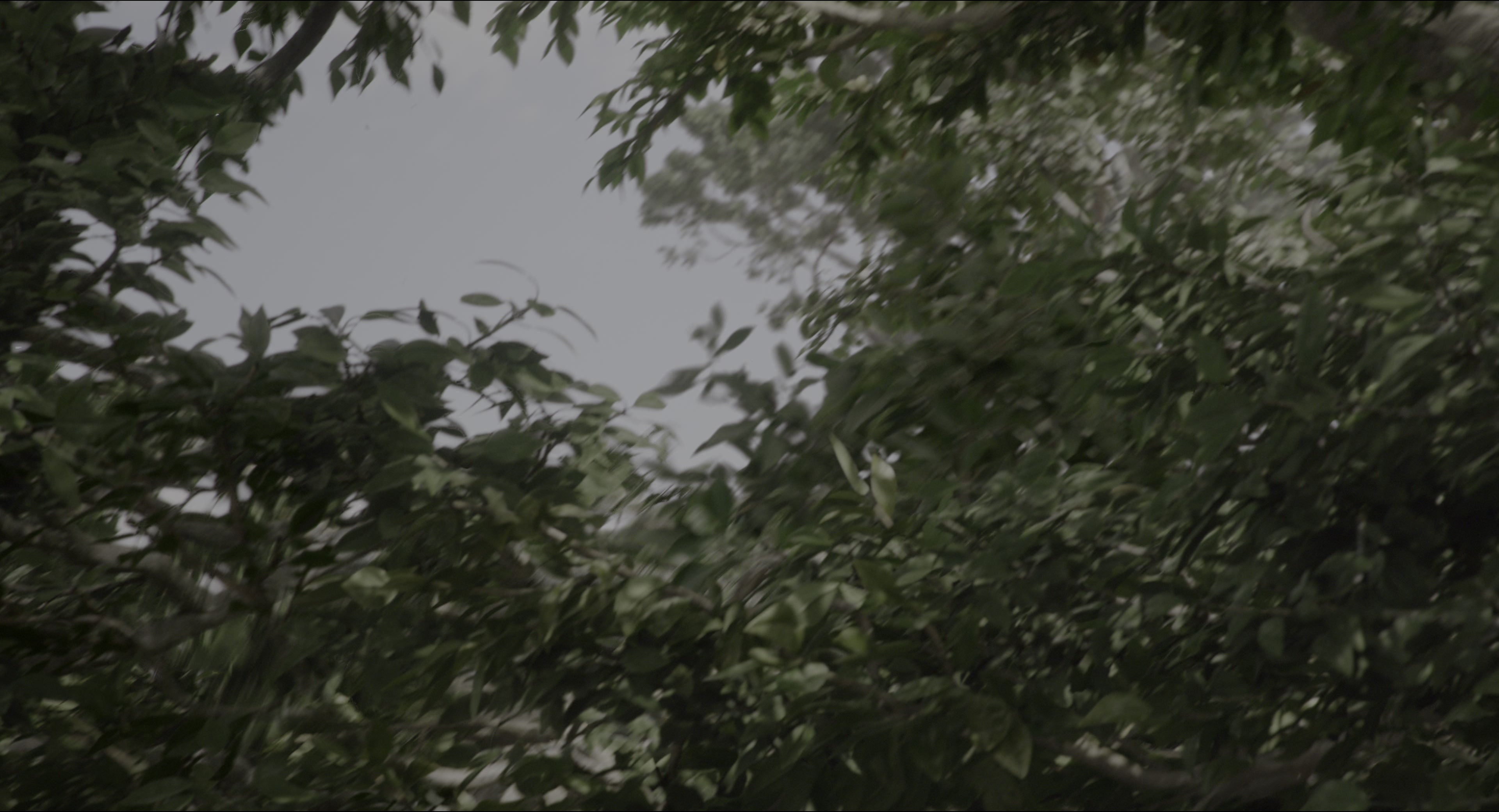 The Jungle Book (2016), wide, 1.85:1 — film still