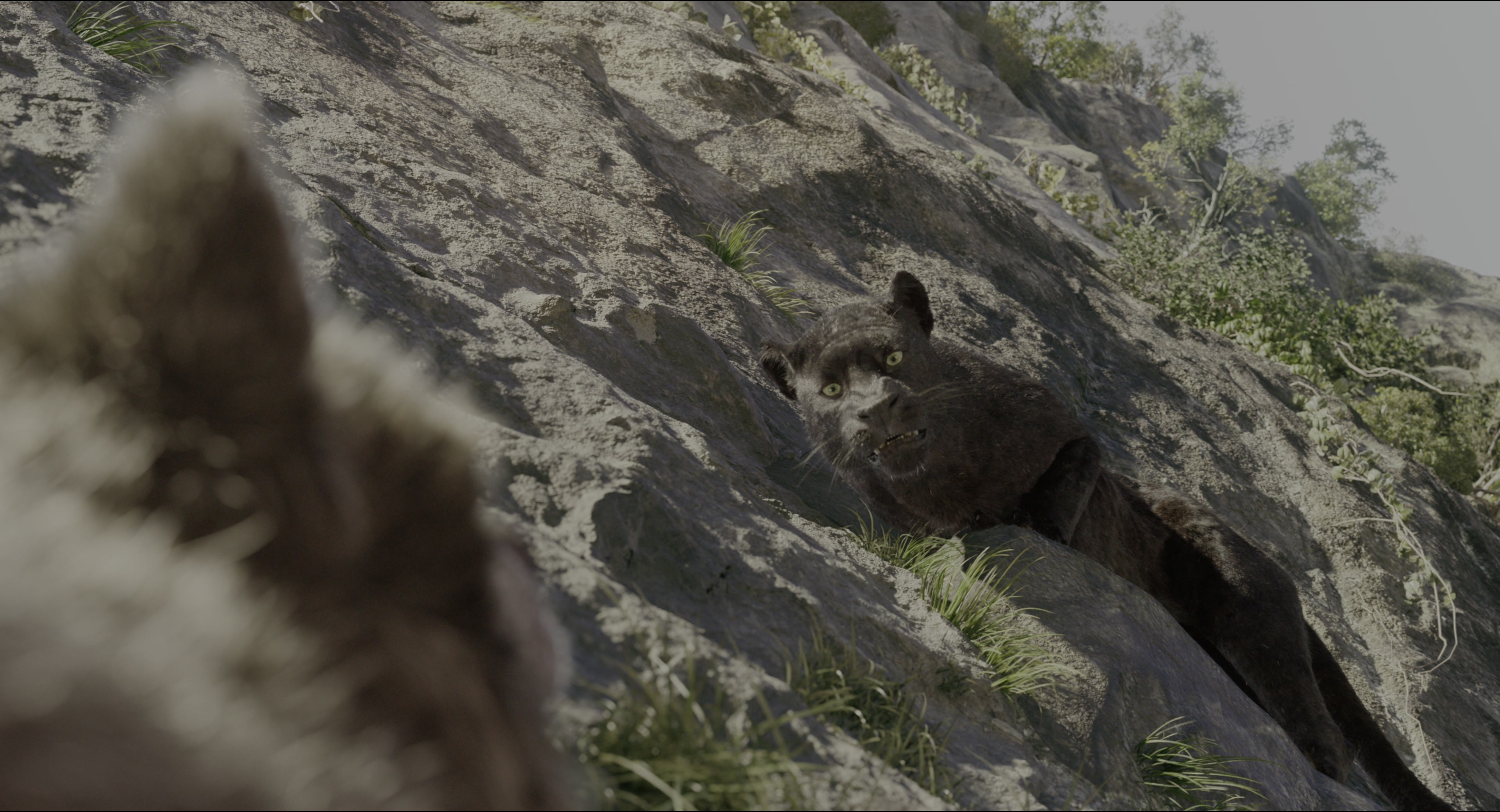 The Jungle Book (2016), wide, 1.85:1 — film still