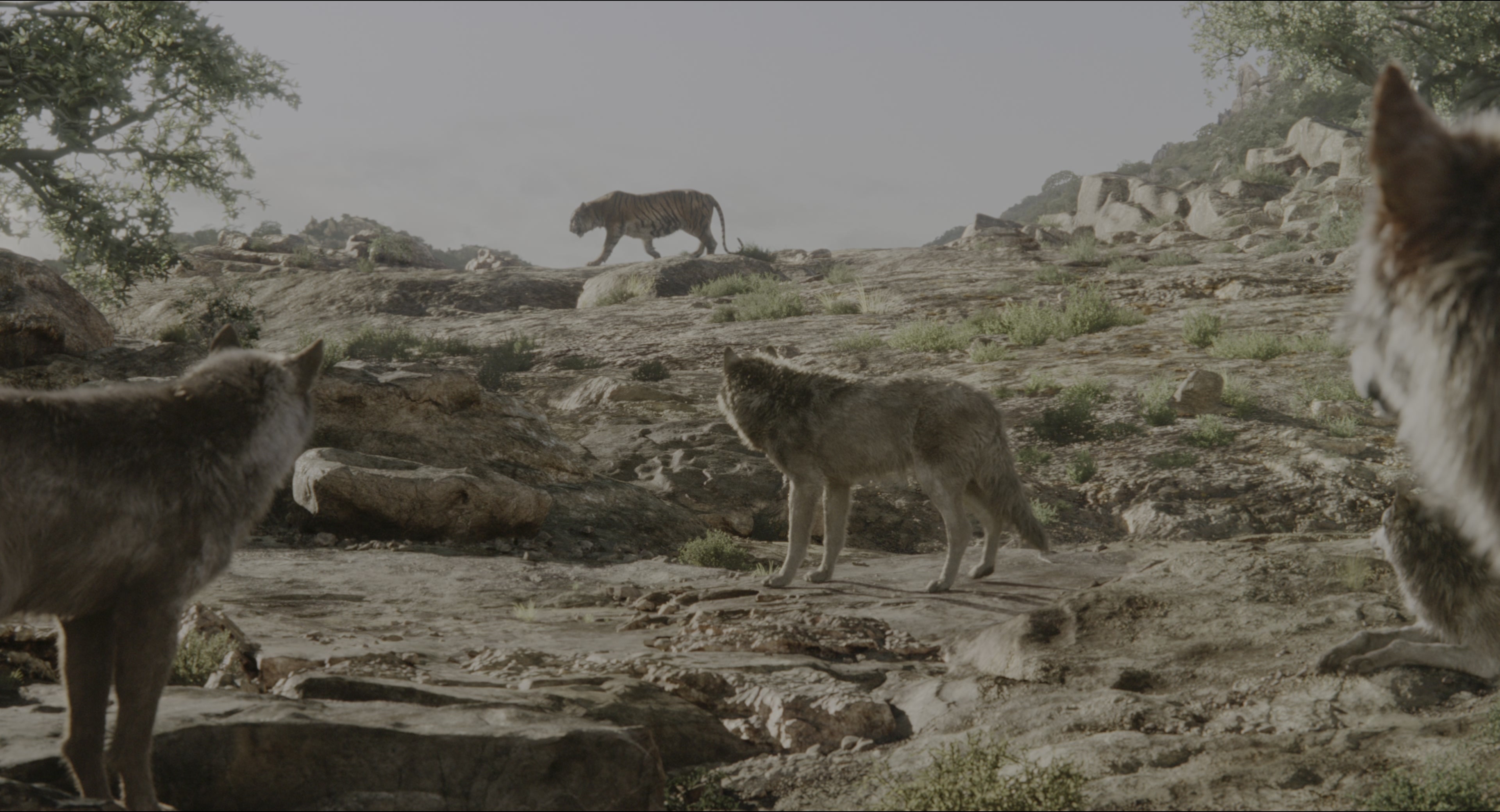 The Jungle Book (2016), wide, 1.85:1 — film still