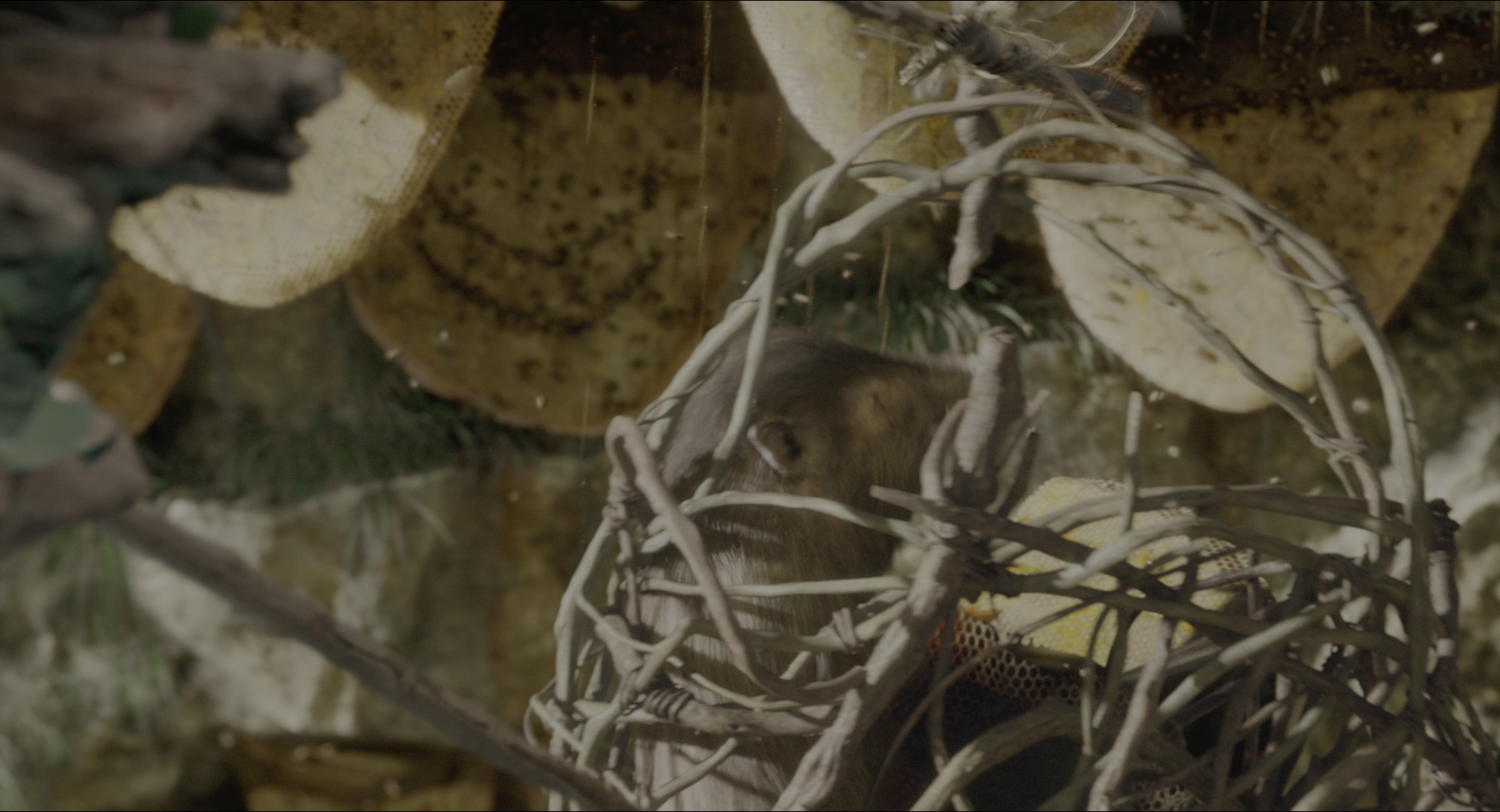 The Jungle Book (2016), wide, 1.85:1 — film still