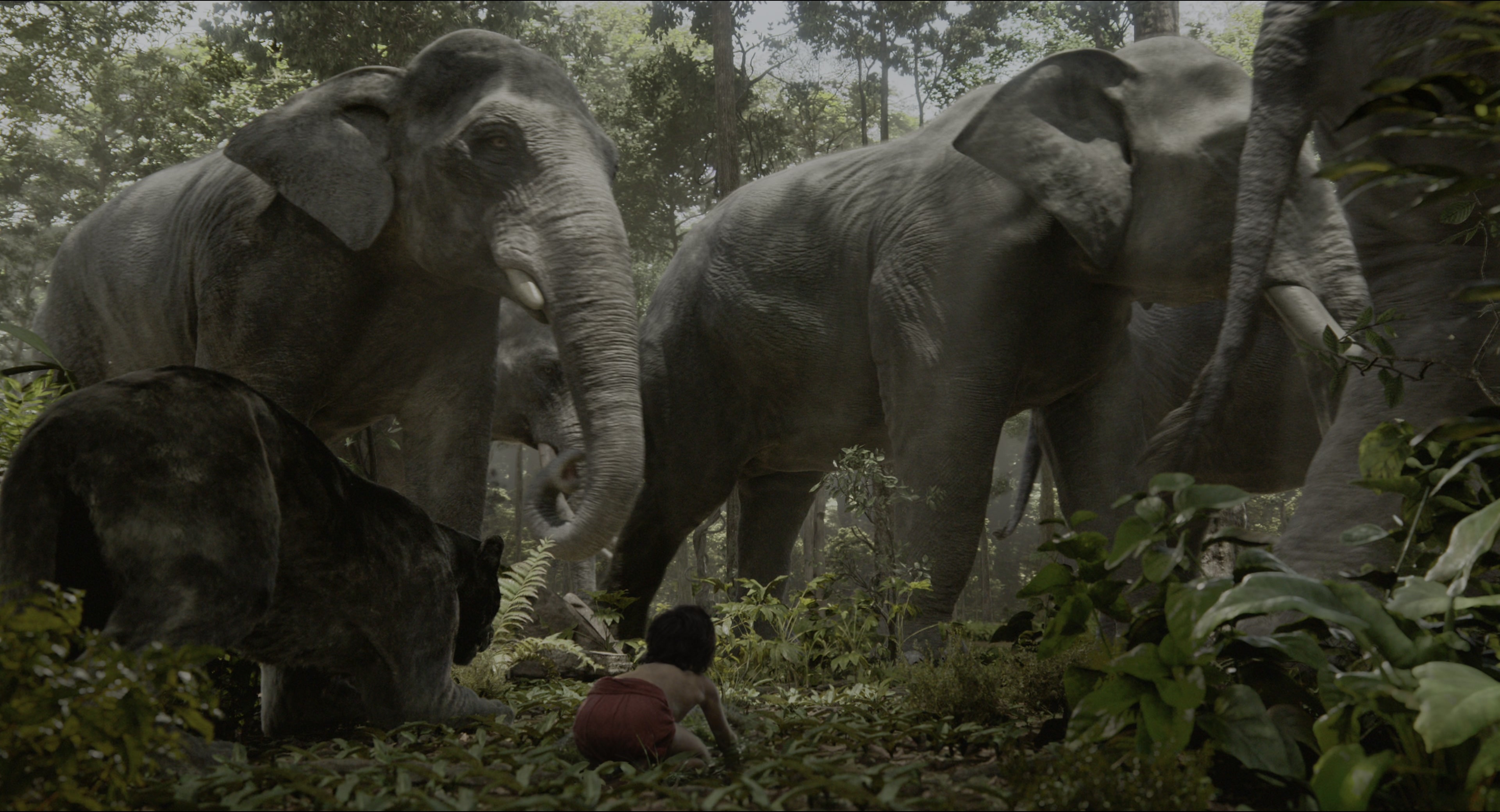 The Jungle Book (2016), wide, 1.85:1 — film still