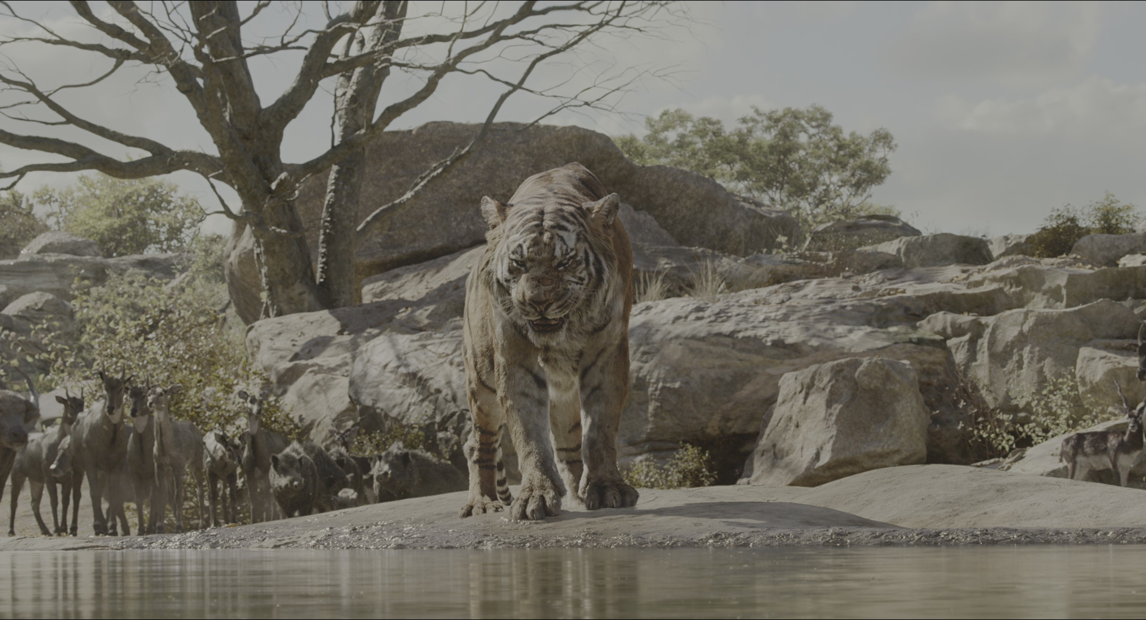 The Jungle Book (2016), wide, 1.85:1 — film still