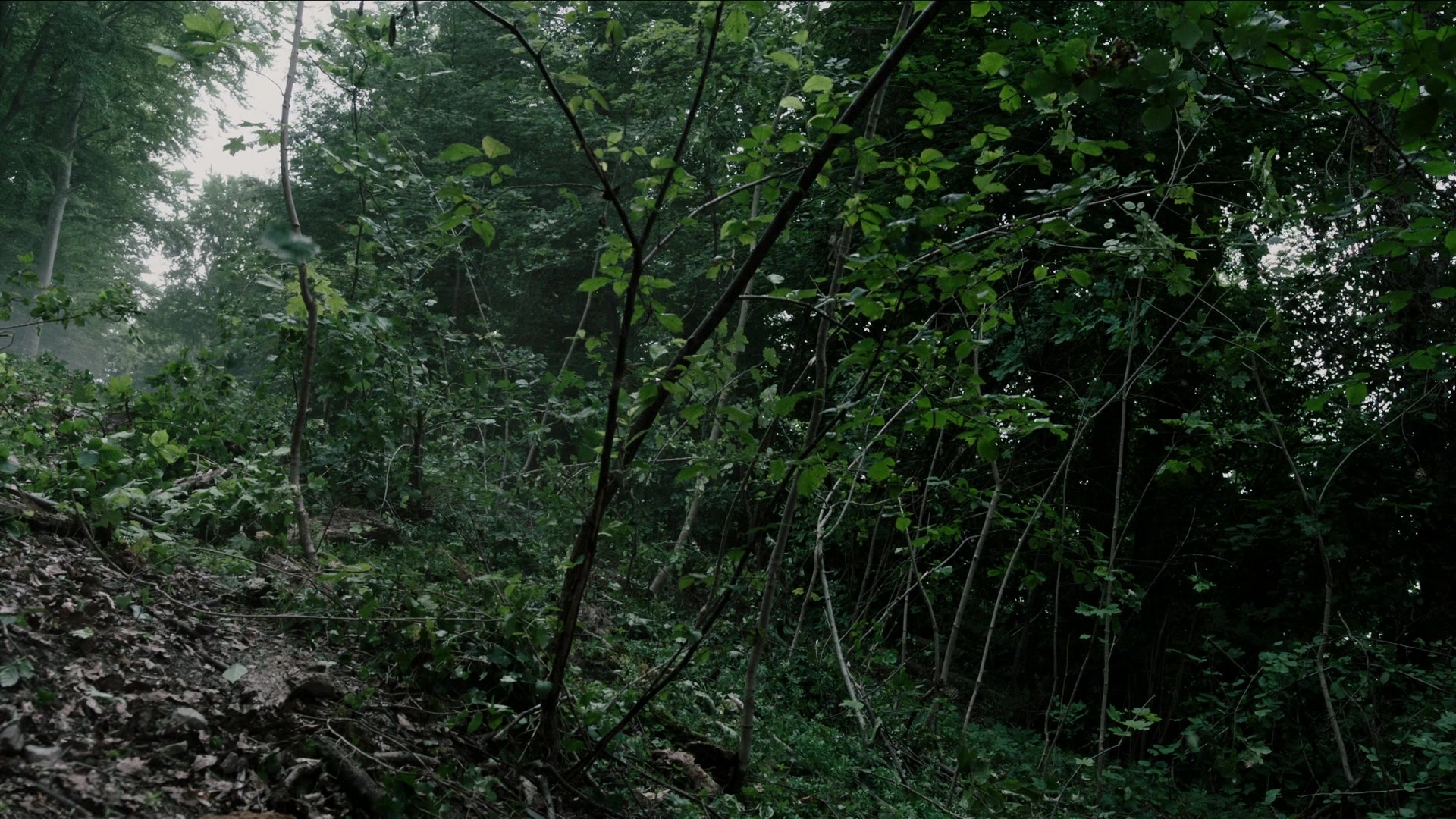 A Cure for Wellness (2017), wide, 1.78:1 — film still