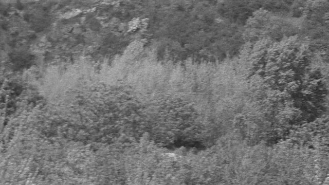 Wide shot frame from In the Mouth of Madness — forest, willow