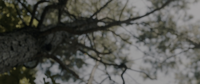 Wide shot frame from The Conjuring: The Devil Made Me Do It — bird