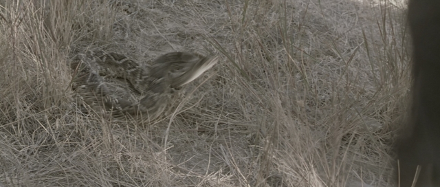 Wide shot frame from The World's Fastest Indian — bird
