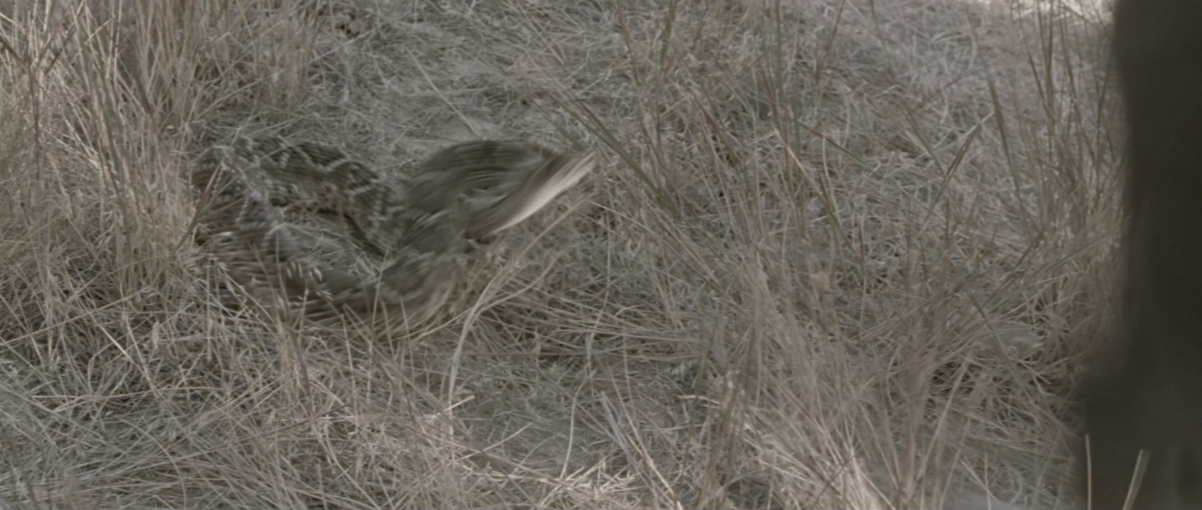 The World's Fastest Indian (2005), wide, 2.35:1 — film still