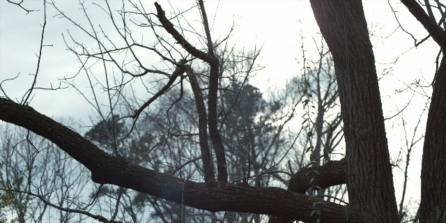 Wide shot frame from Stranger Things — tree