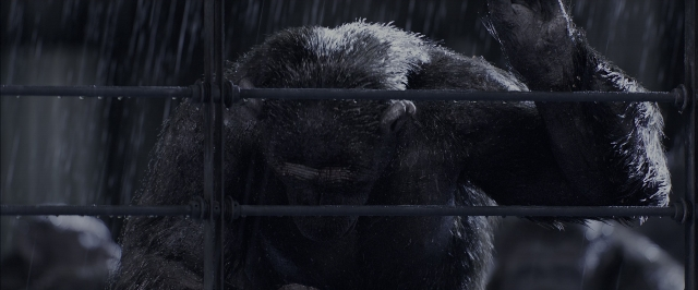 Wide shot frame from War for the Planet of the Apes — animal, face, crying