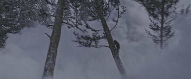 Wide shot frame from War for the Planet of the Apes — standing, bird, forest