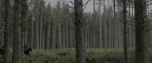Wide shot frame from War for the Planet of the Apes — walking, animal, forest