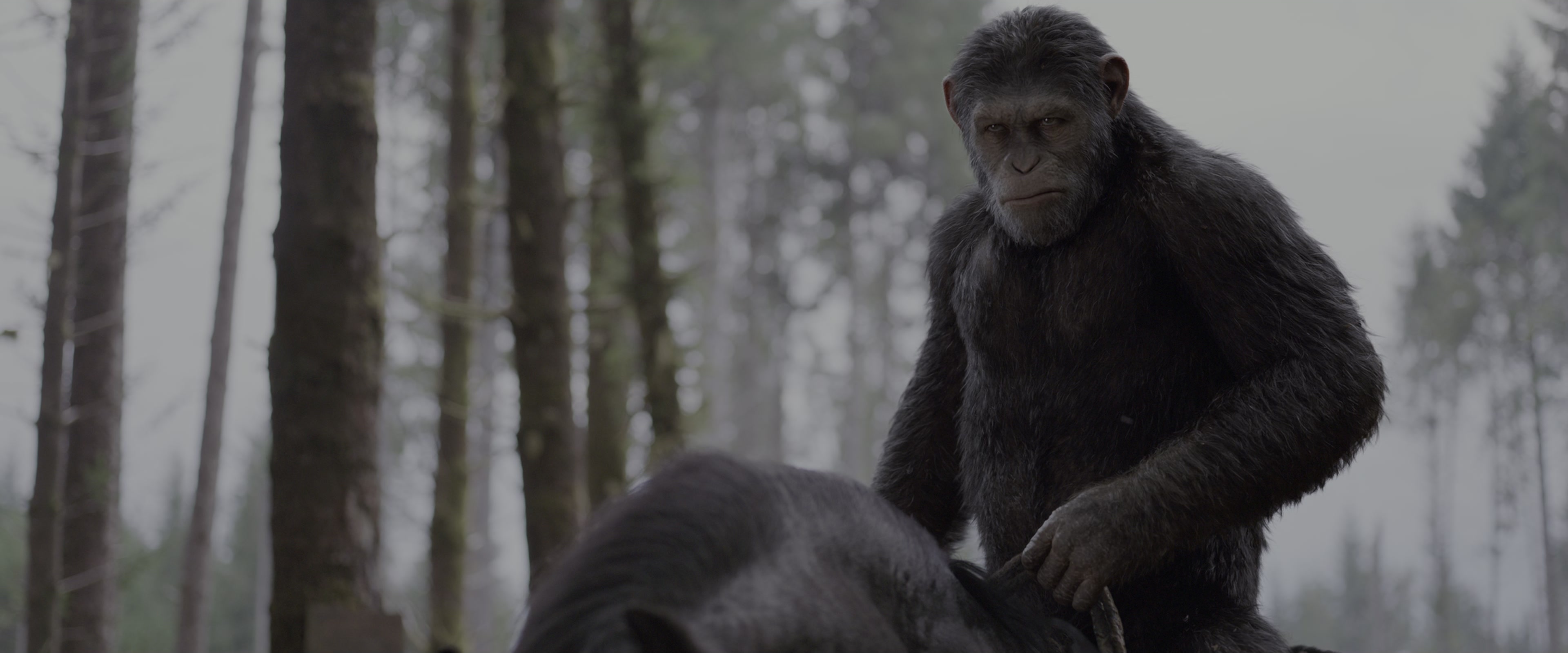 War for the Planet of the Apes (2017), wide, 2.40:1 — film still