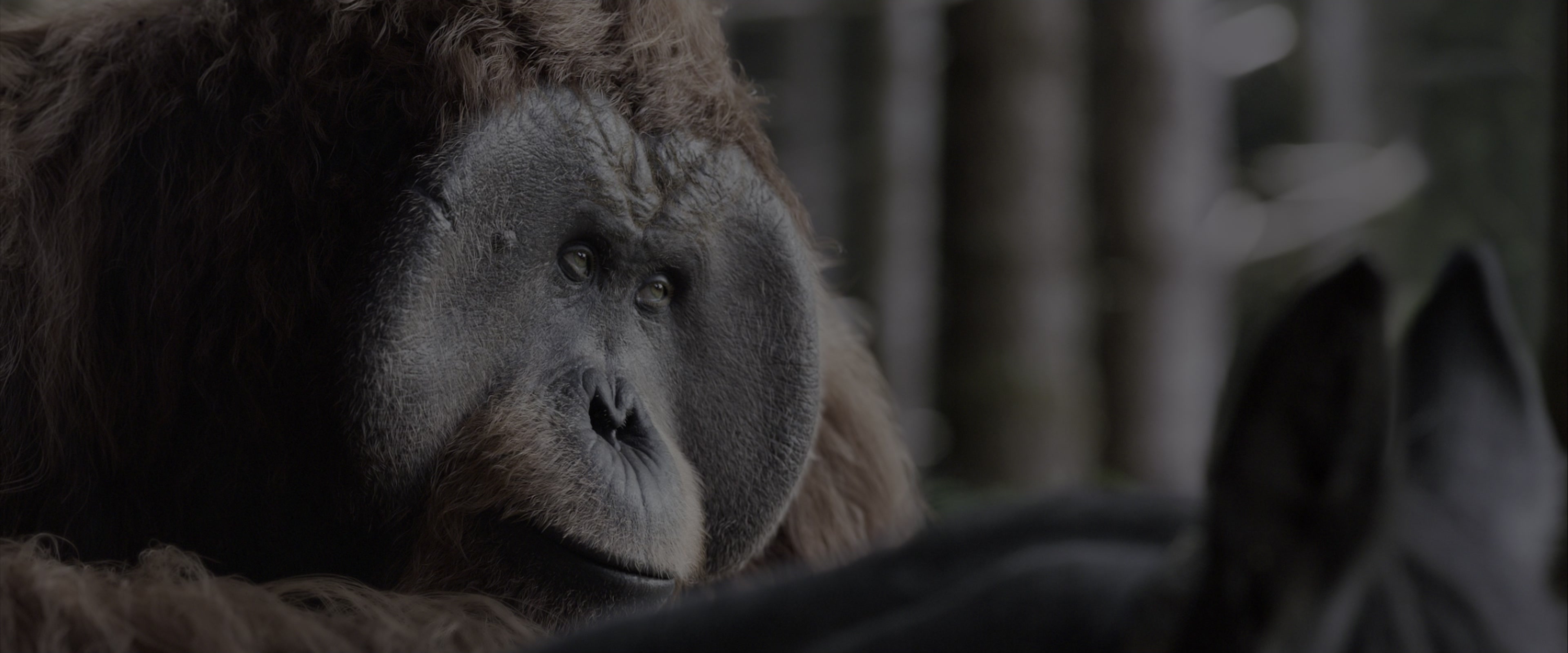 War for the Planet of the Apes (2017), wide, 2.40:1 — film still