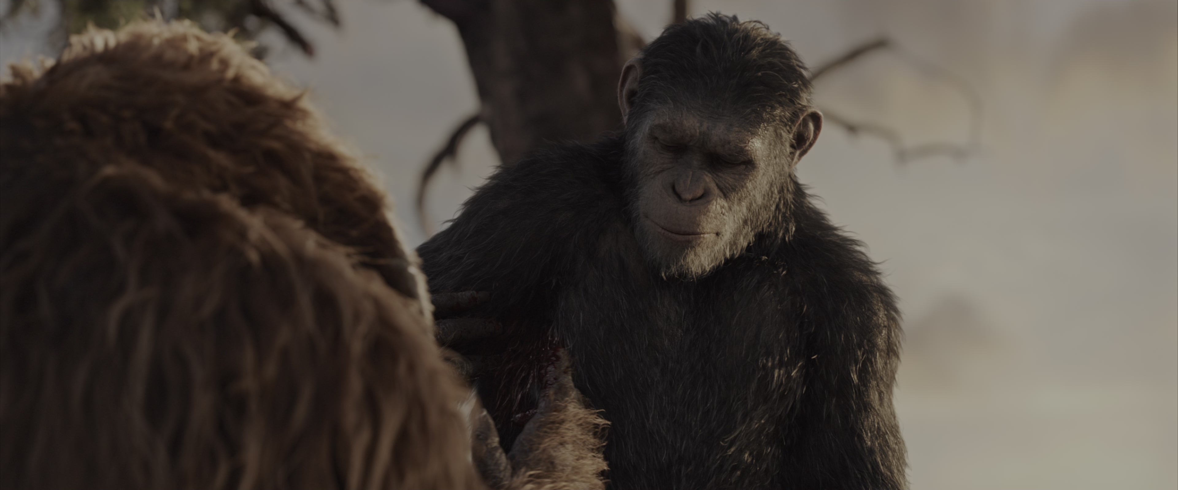 War for the Planet of the Apes (2017), wide, 2.40:1 — film still