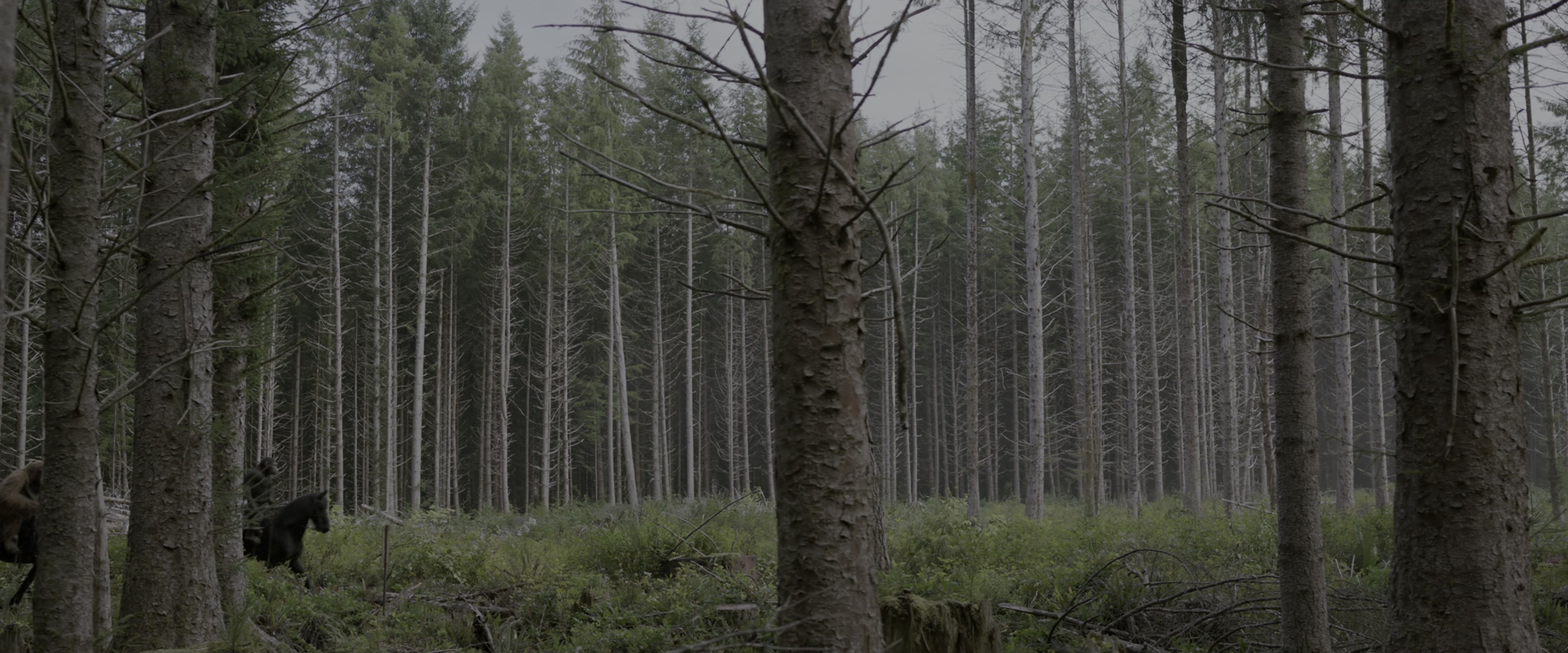 War for the Planet of the Apes (2017), wide, 2.40:1 — film still