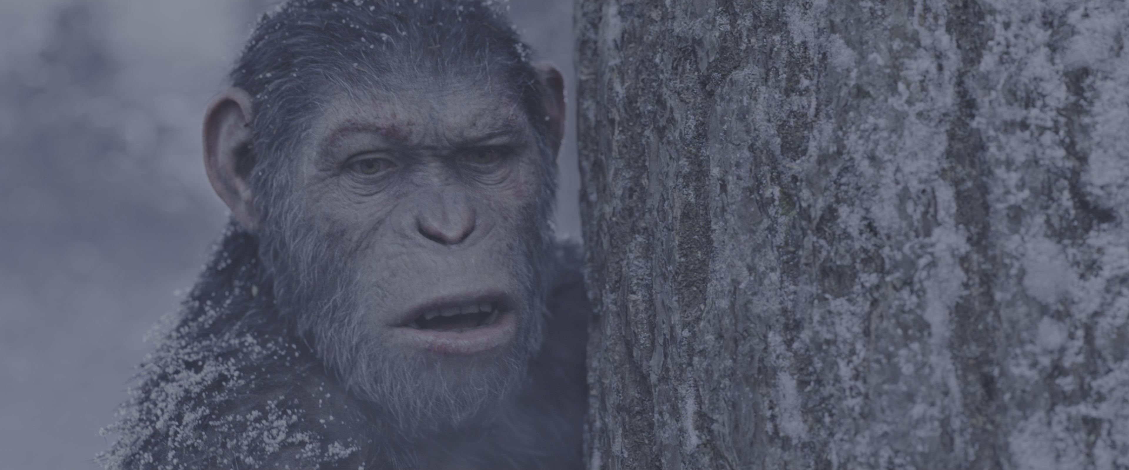 War for the Planet of the Apes (2017), medium, 2.40:1 — film still