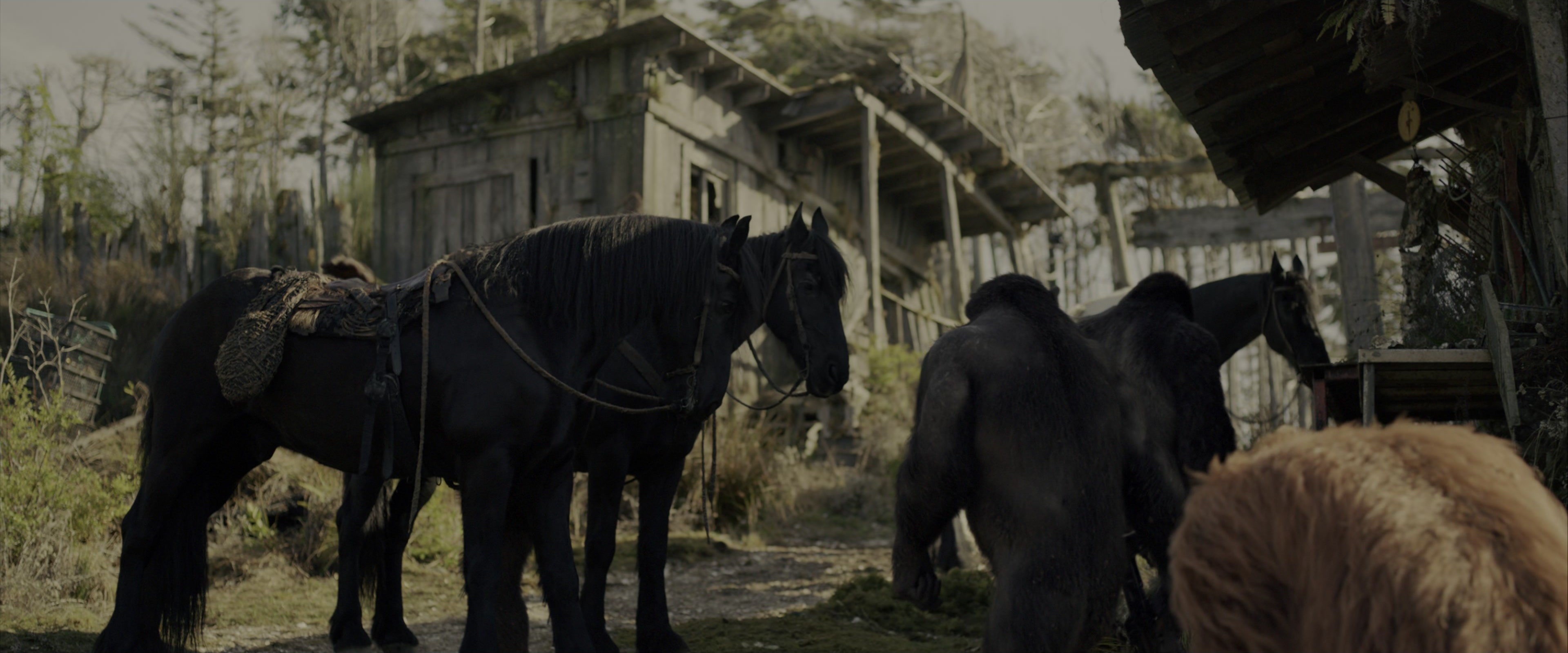 War for the Planet of the Apes (2017), wide, 2.40:1 — film still