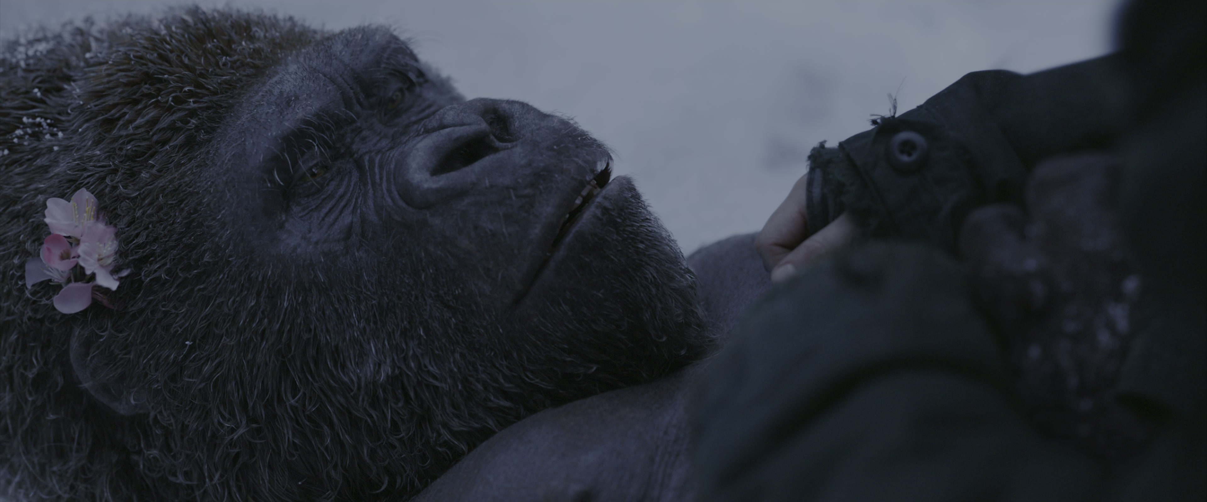 War for the Planet of the Apes (2017), wide, 2.40:1 — film still