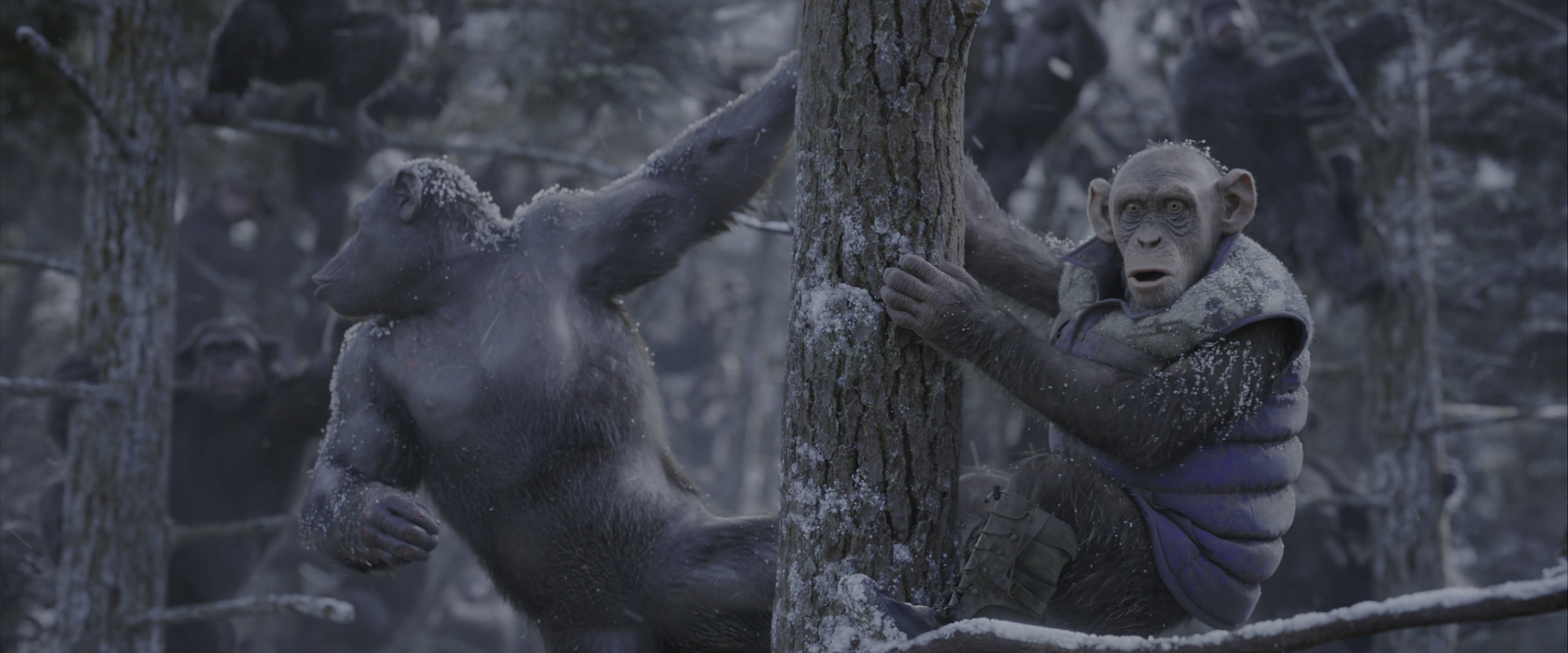 War for the Planet of the Apes (2017), wide, 2.40:1 — film still