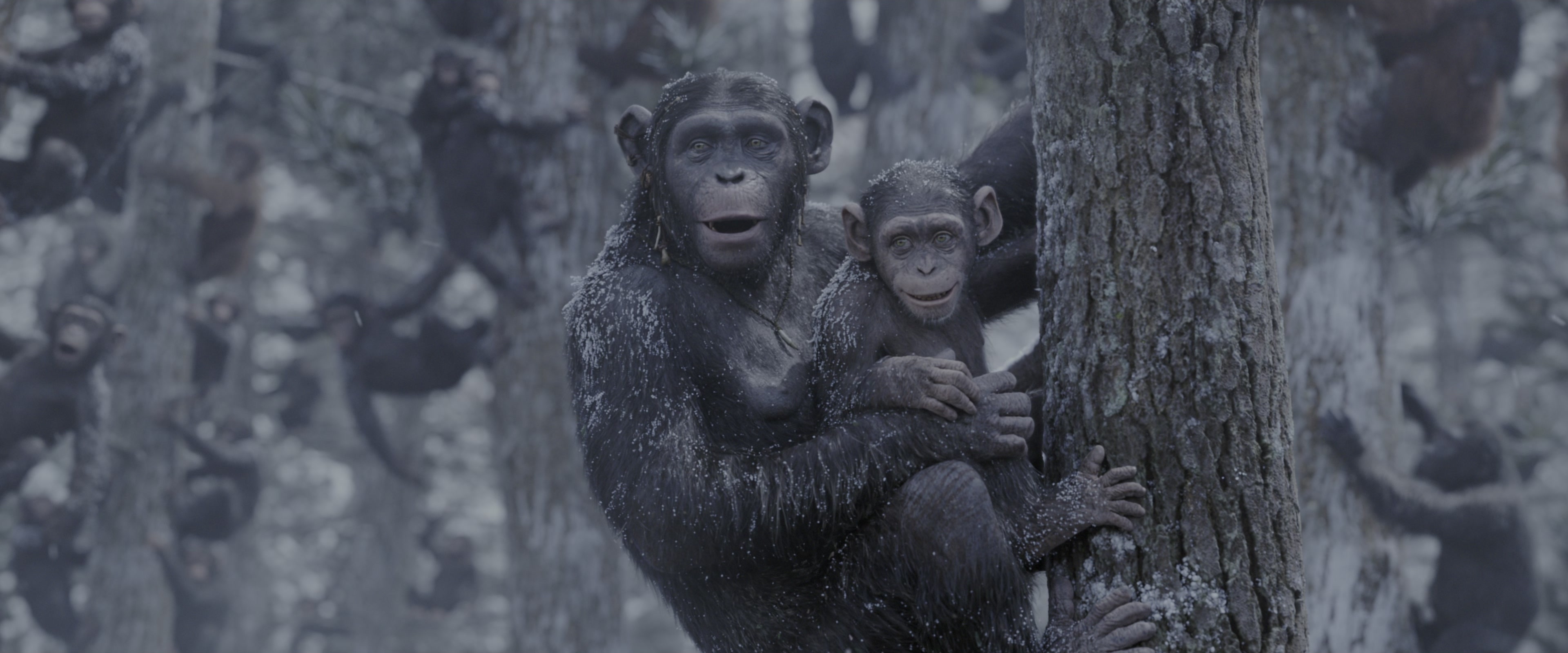 War for the Planet of the Apes (2017), wide, 2.40:1 — film still