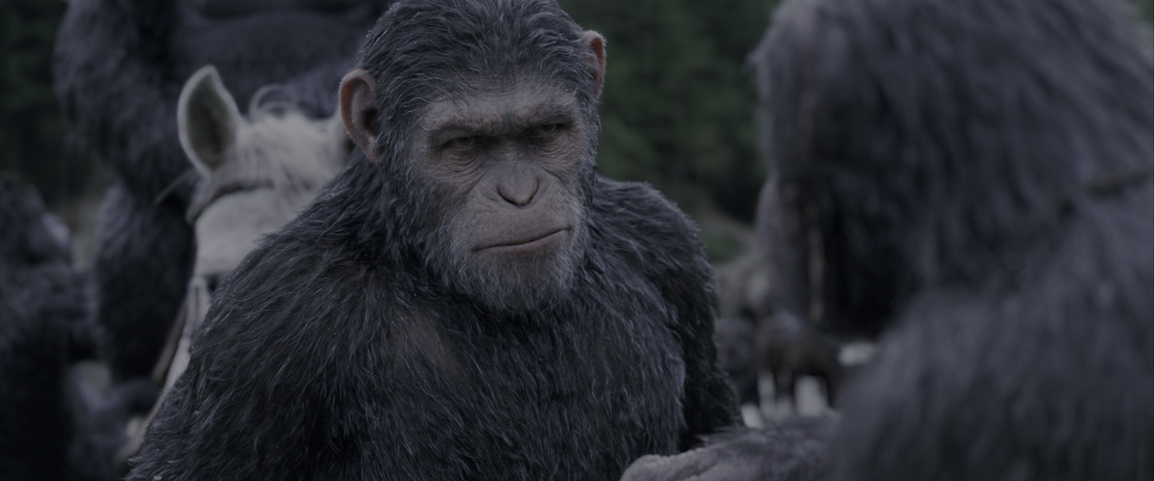 War for the Planet of the Apes (2017), wide, 2.40:1 — film still