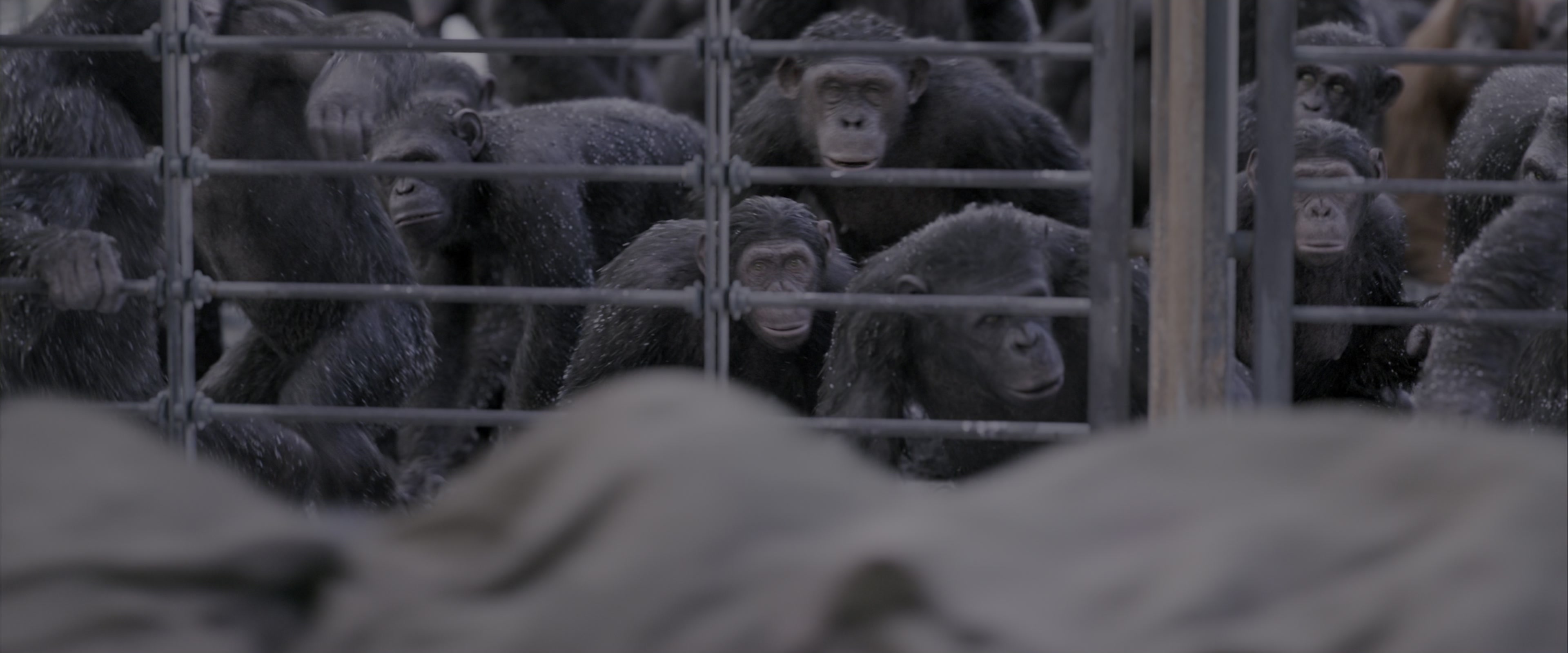 War for the Planet of the Apes (2017), wide, 2.40:1 — film still