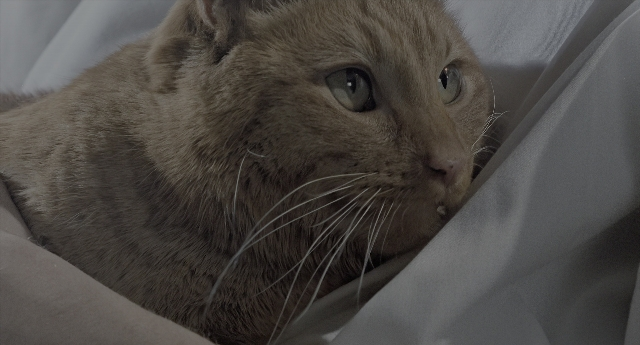 Wide shot frame from Aliens — face, cat