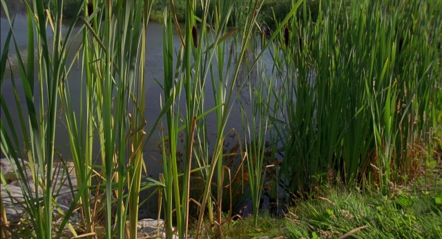 Wide shot frame from Happy Gilmore — water, flower
