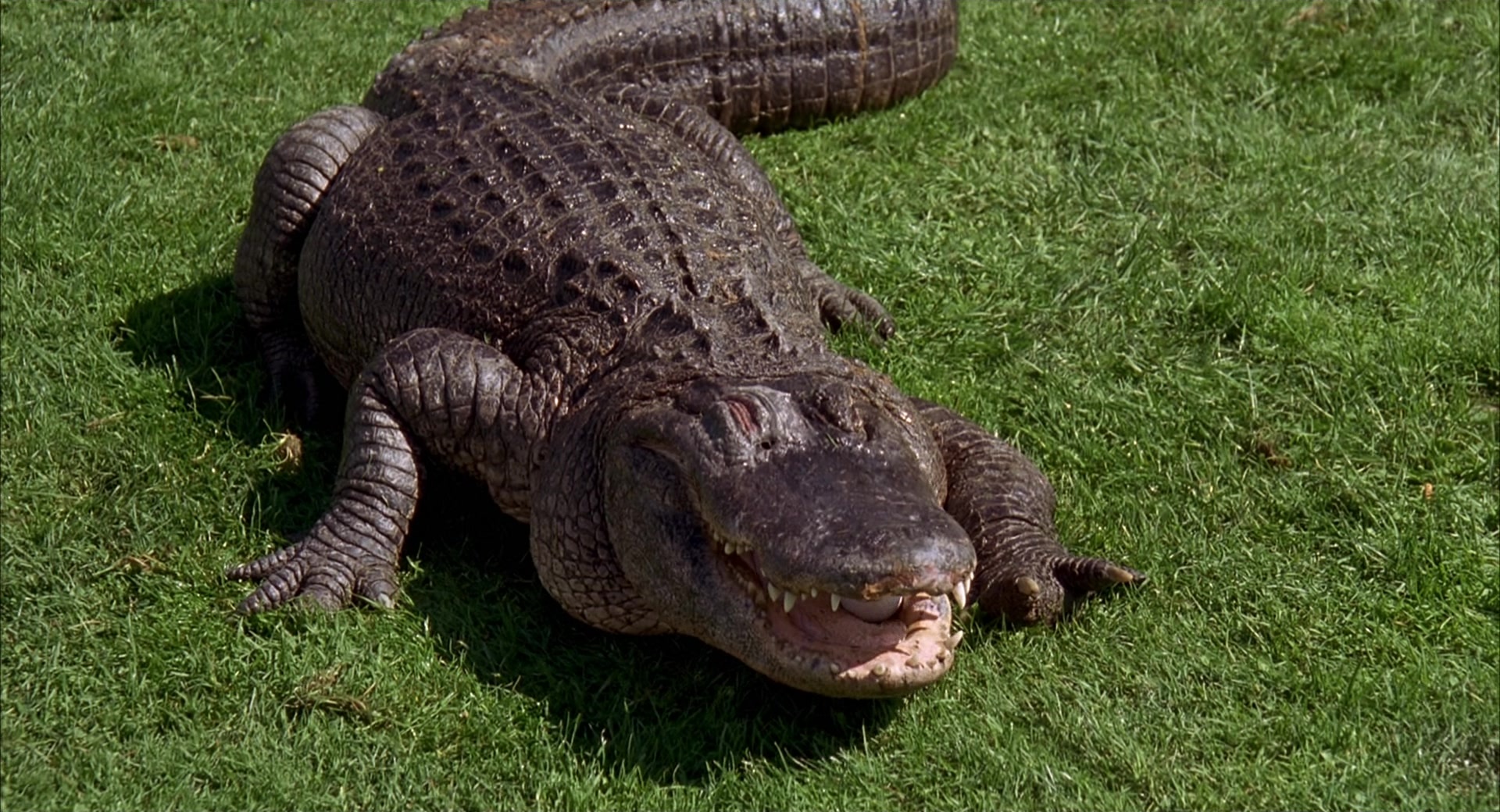 Happy Gilmore (1996), wide, 1.85:1 — film still