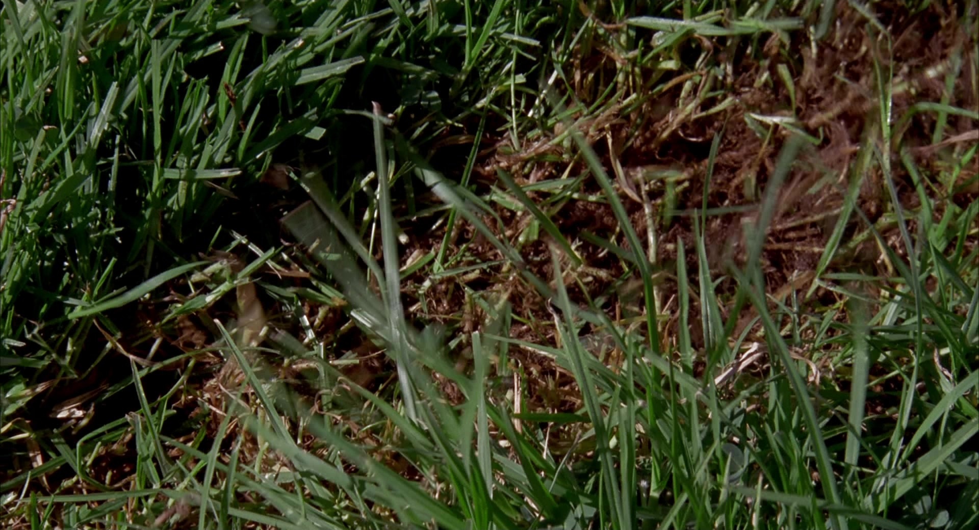 Happy Gilmore (1996), wide, 1.85:1 — film still