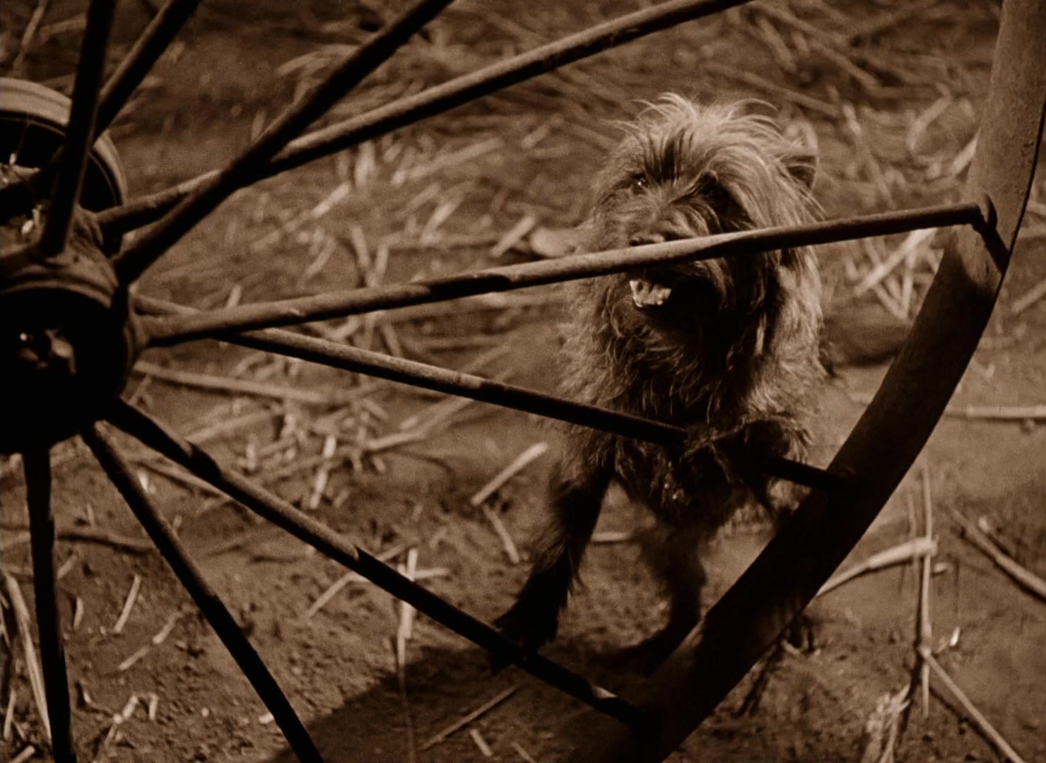 The Wizard of Oz (1939), wide, 1.37:1 — film still