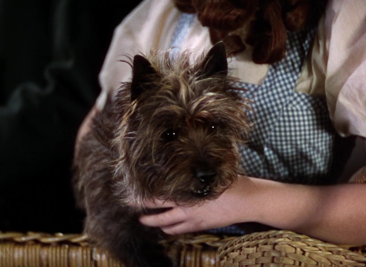 The Wizard of Oz (1939), unknown, 1.37:1 — film still