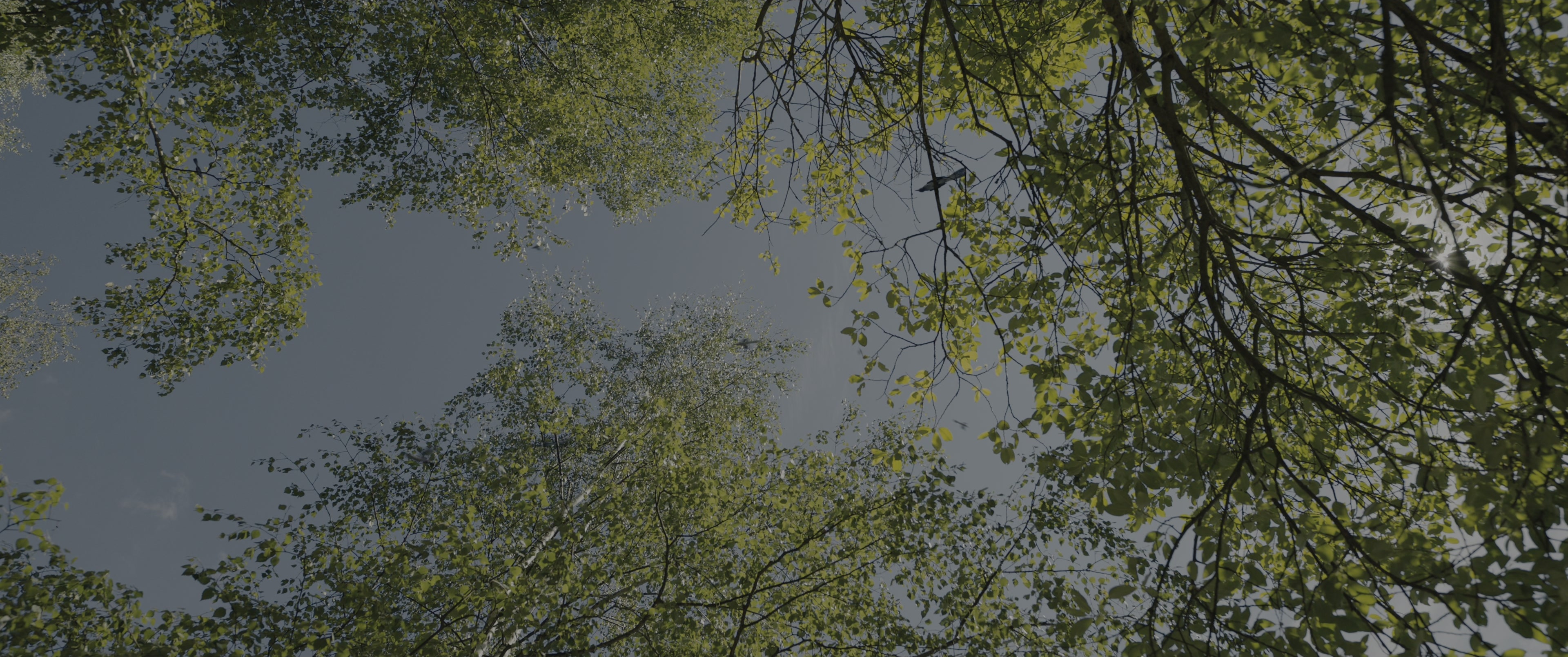 The Hunger Games: The Ballad of Songbirds & Snakes (2023), wide, 2.39:1 — film still