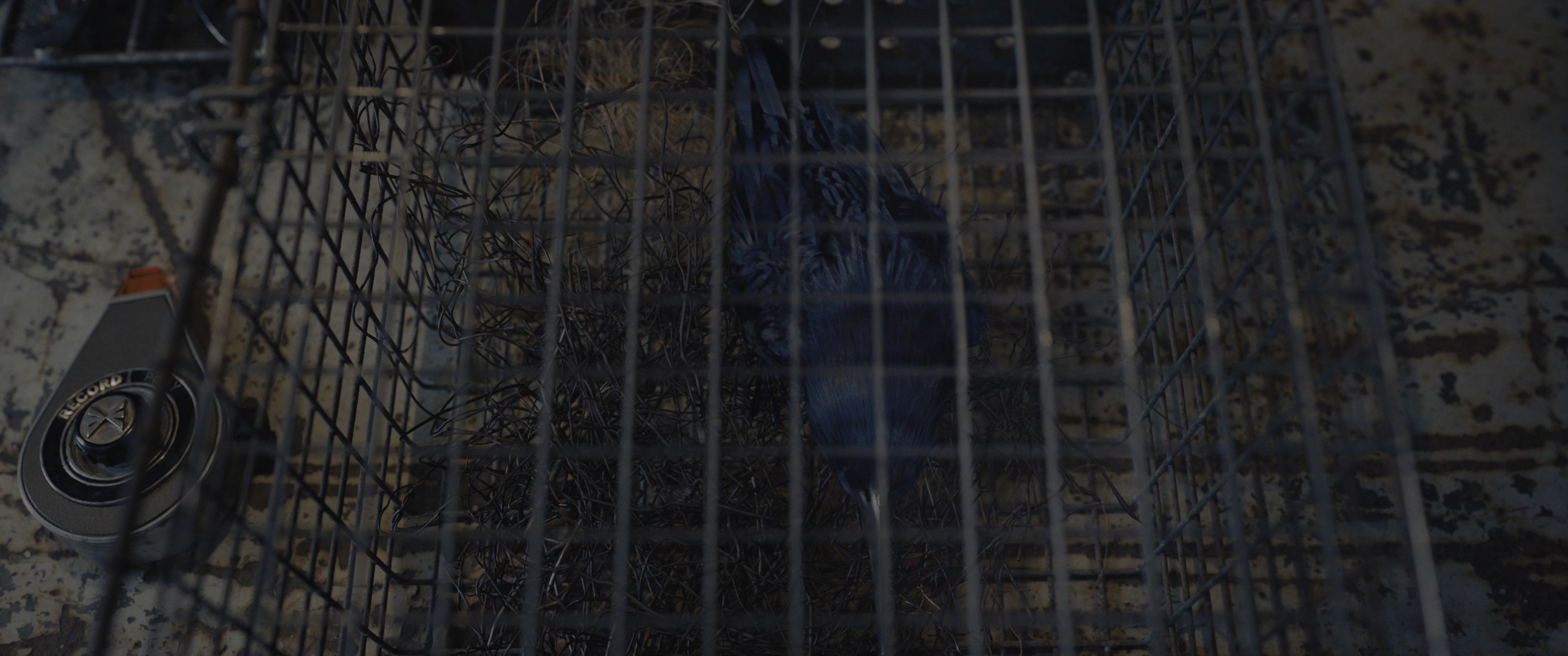 The Hunger Games: The Ballad of Songbirds & Snakes (2023), wide, 2.39:1 — film still