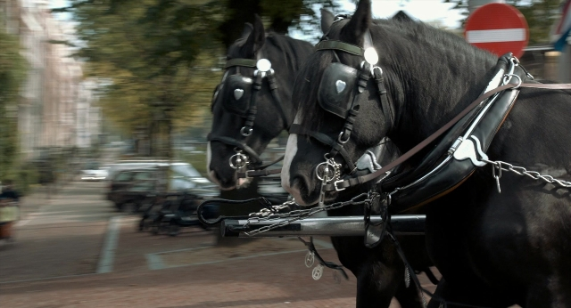 Frame from The Fault in Our Stars — standing, street, horse