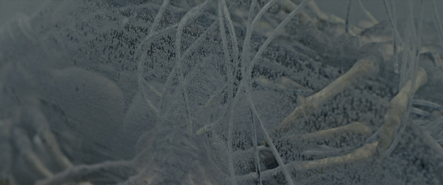 Wide shot frame from Alien: Romulus — animal