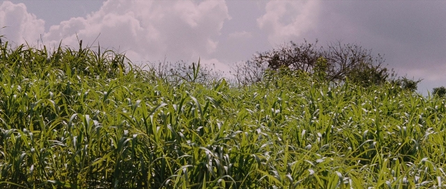 seria-5047968.jpg