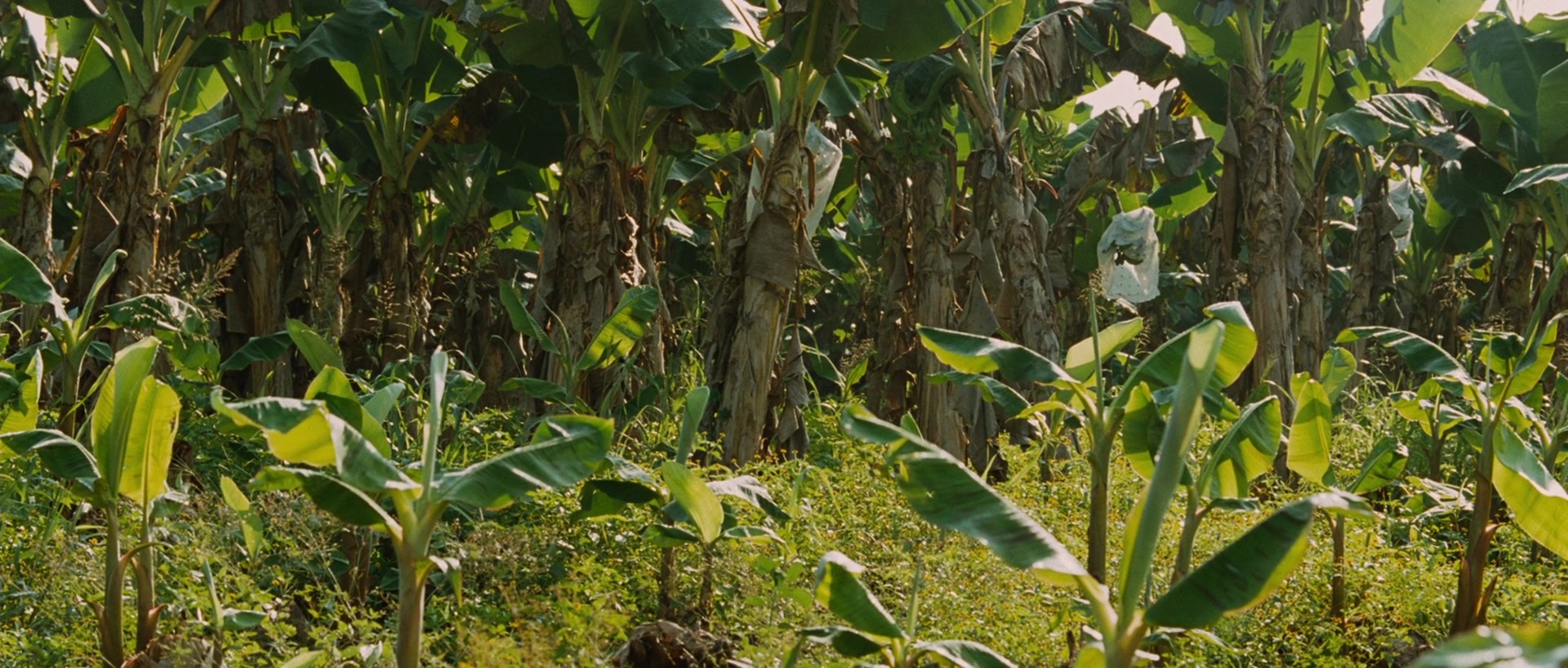 Sin nombre (2009), wide, 2.35:1 — film still
