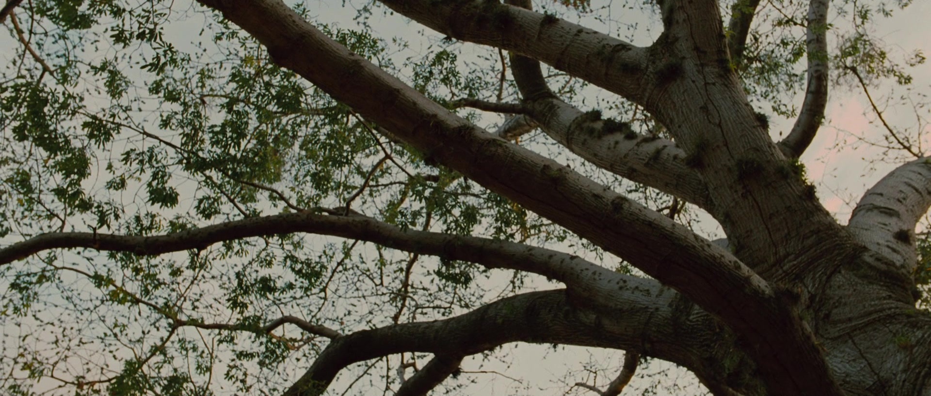 Sin nombre (2009), wide, 2.35:1 — film still