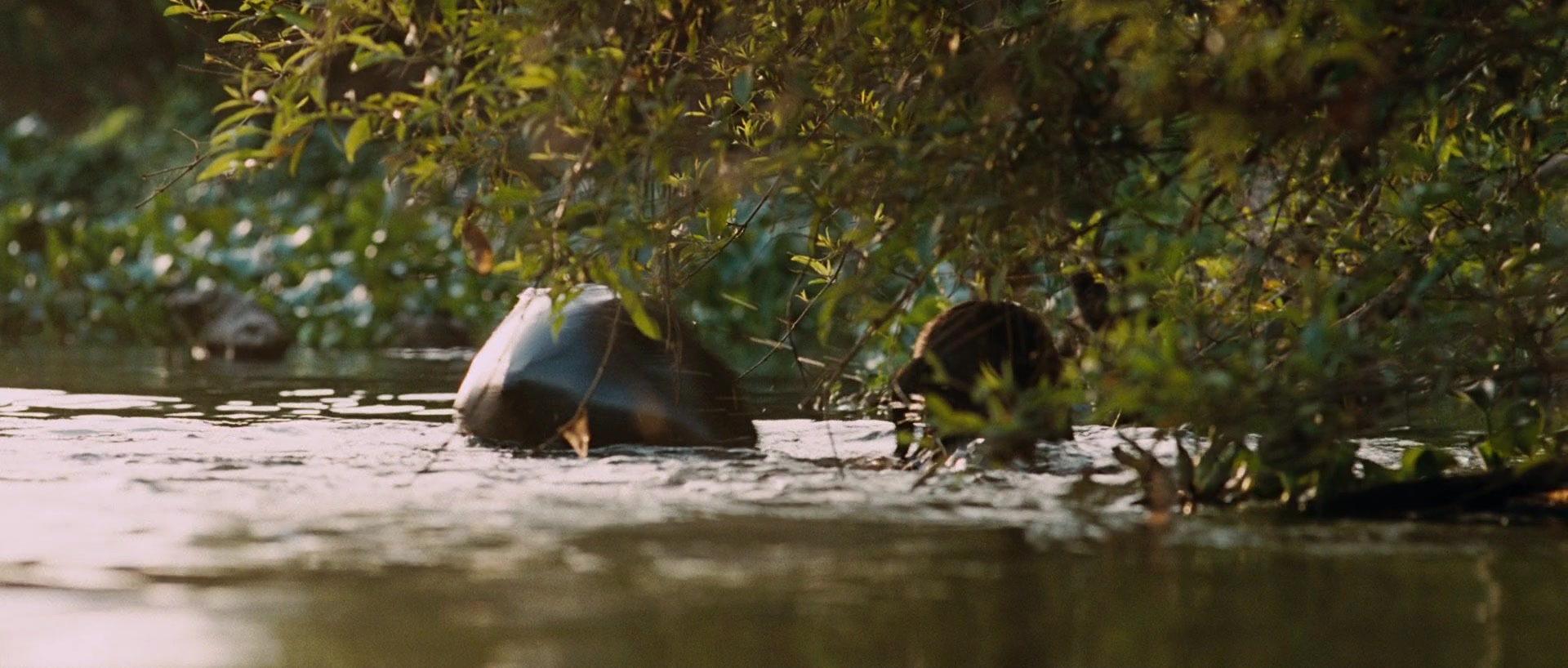 Sin nombre (2009), wide, 2.35:1 — film still
