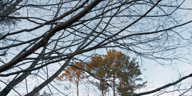 Wide shot frame from Stranger Things — maple