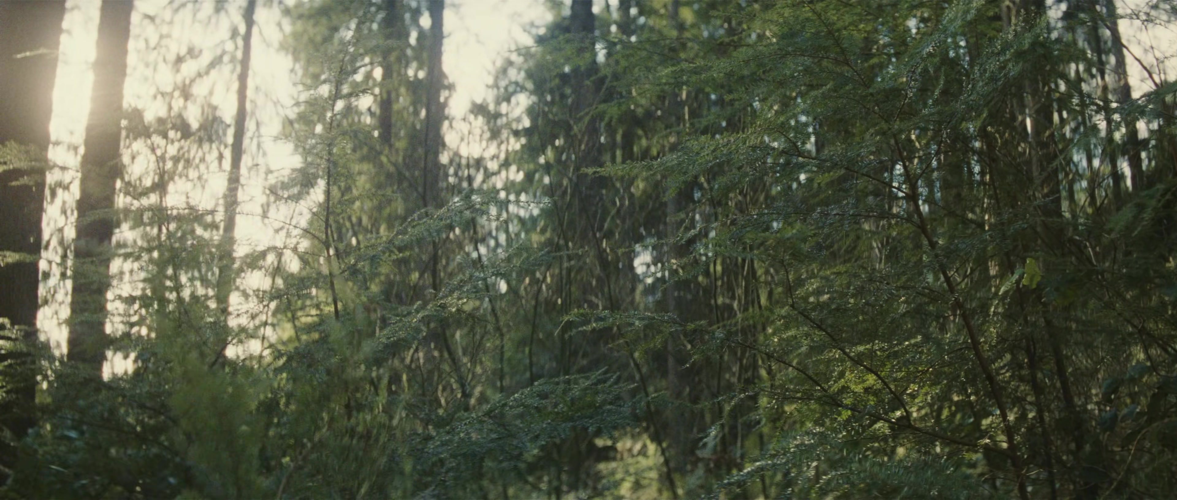 First Blood (1982), wide, 2.35:1 — film still